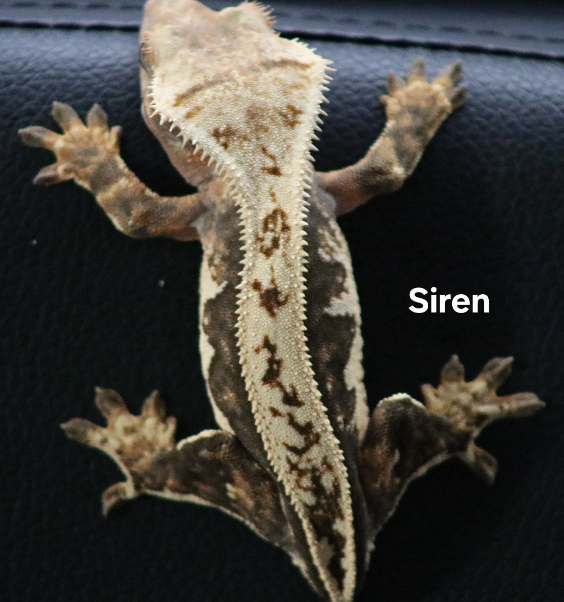 Siren.jpg