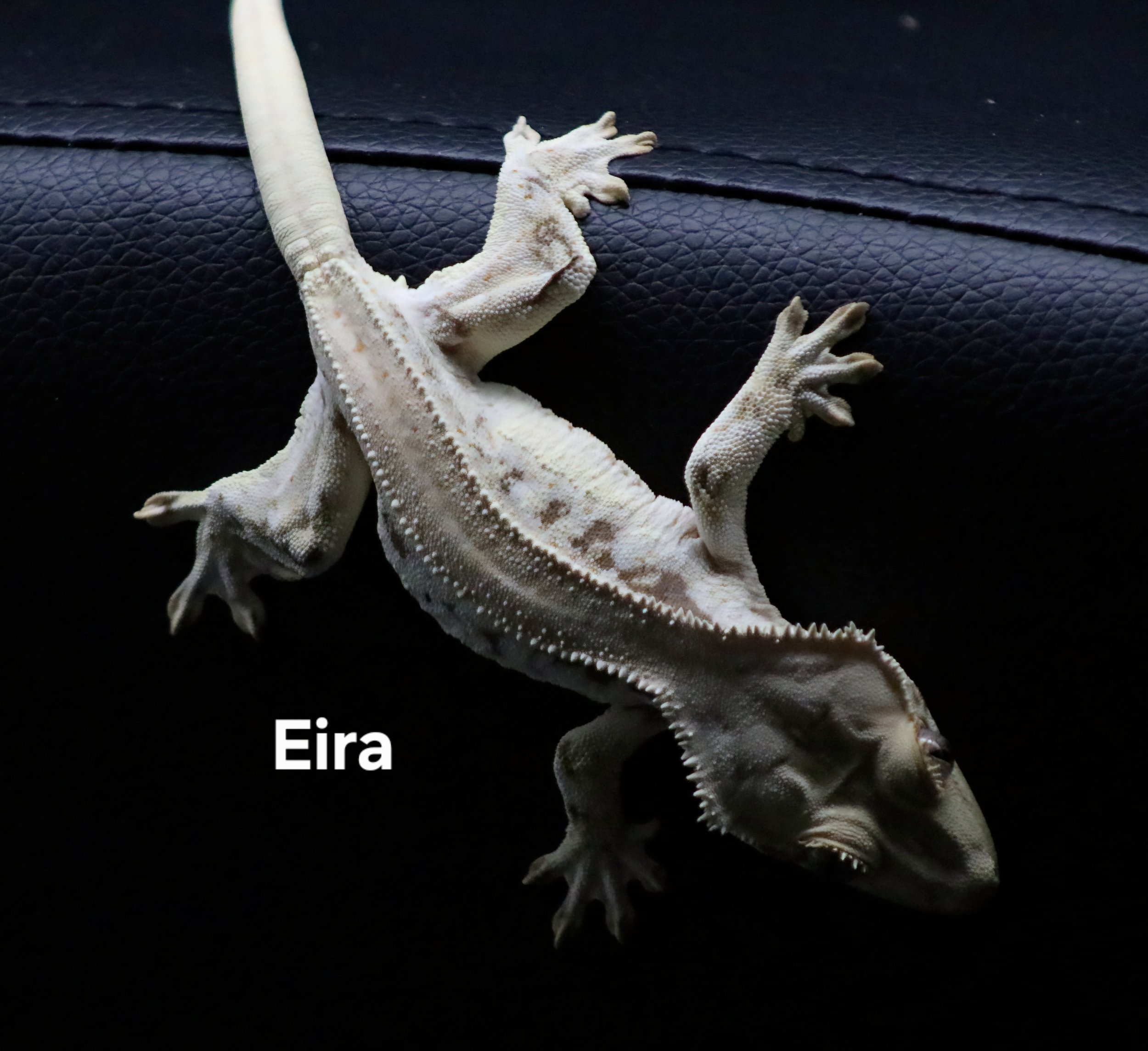 EIRA.JPG