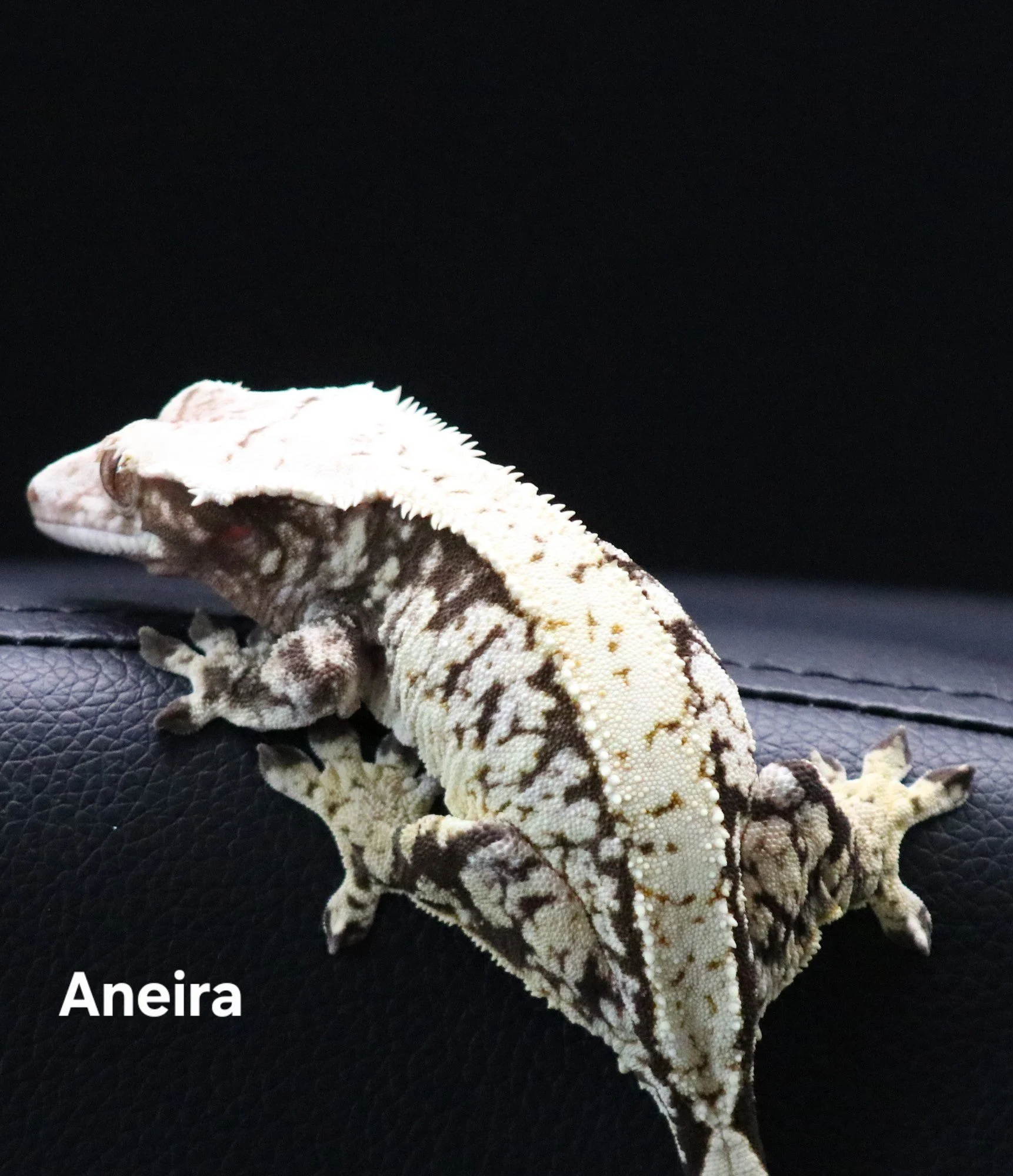 Aneira .jpg