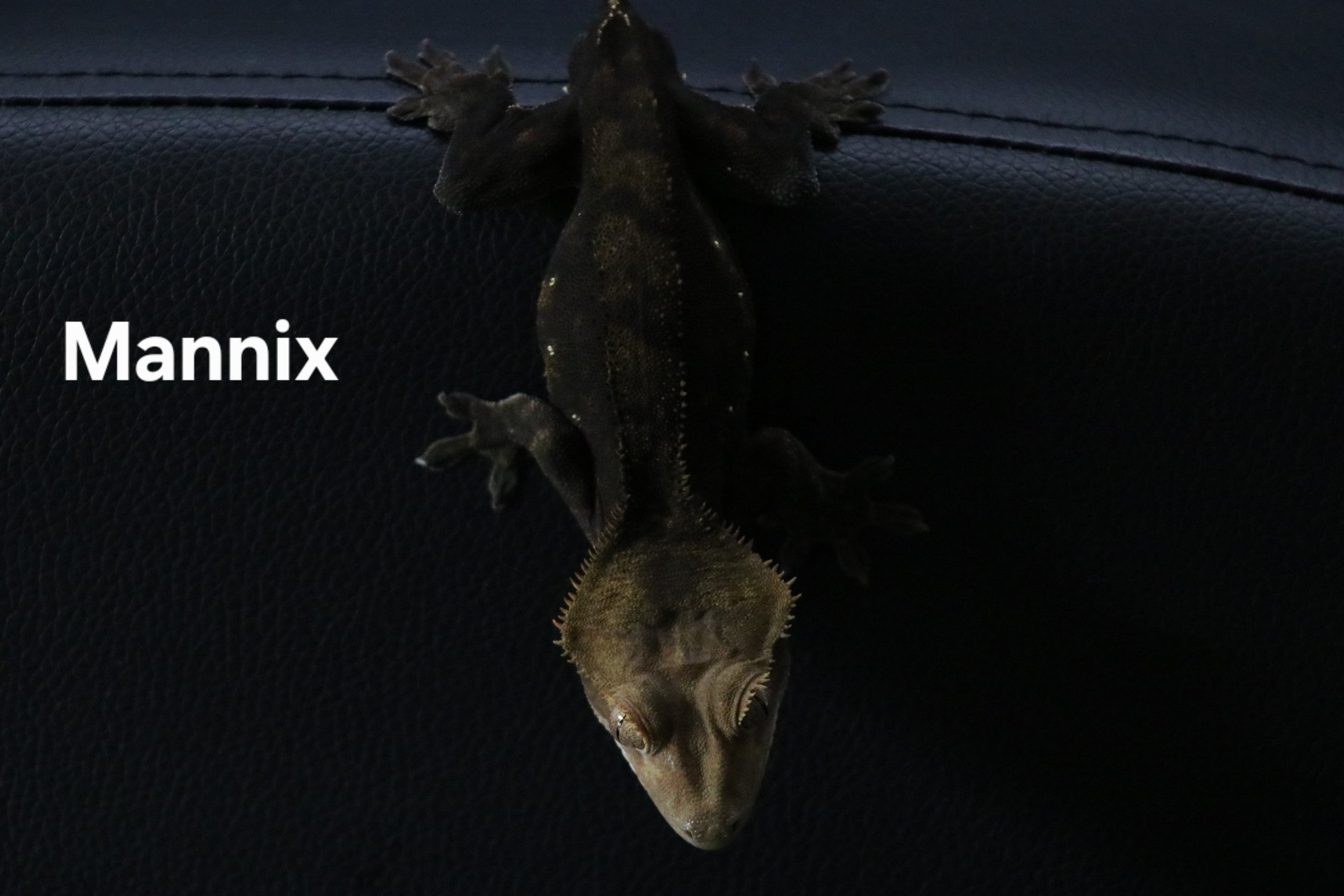 Mannix Back.JPG