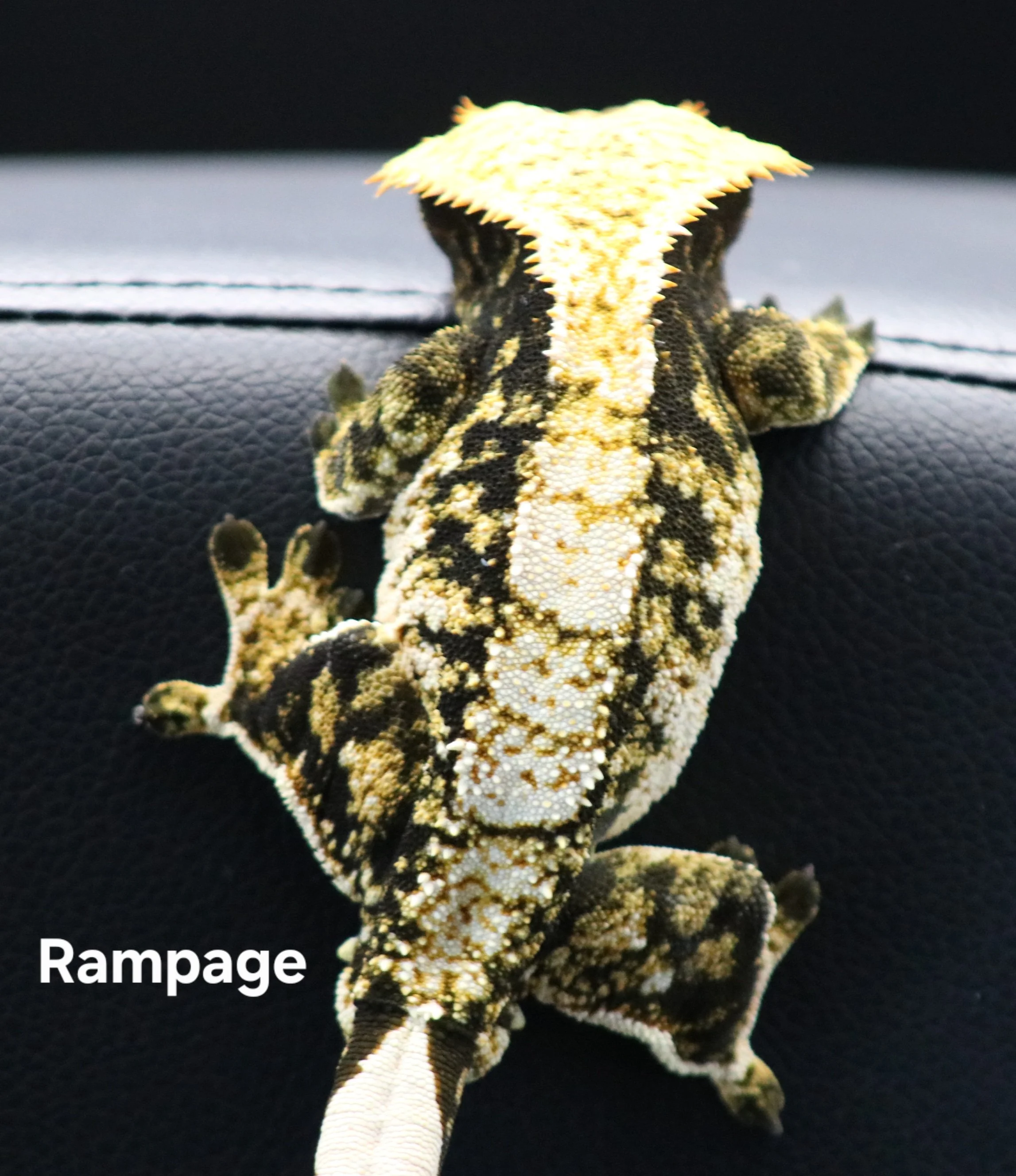 Rampage.JPG