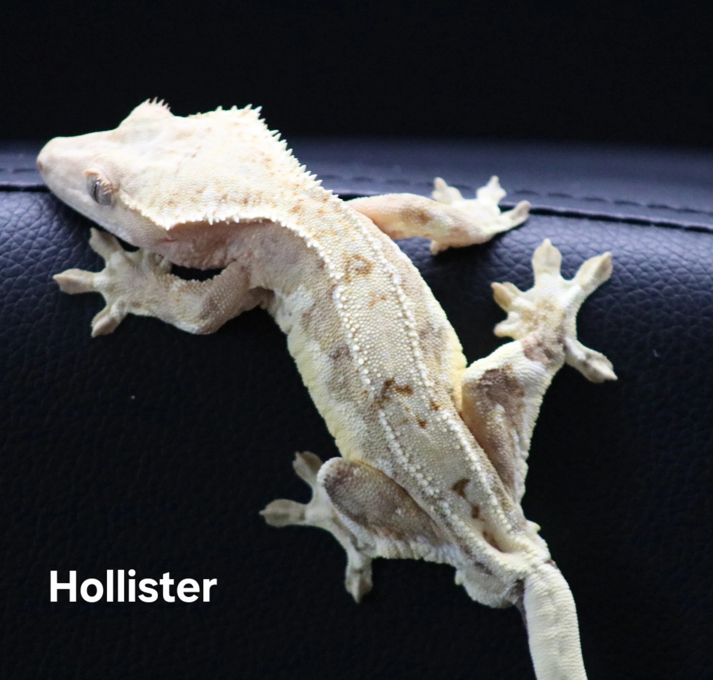 Hollister .jpg
