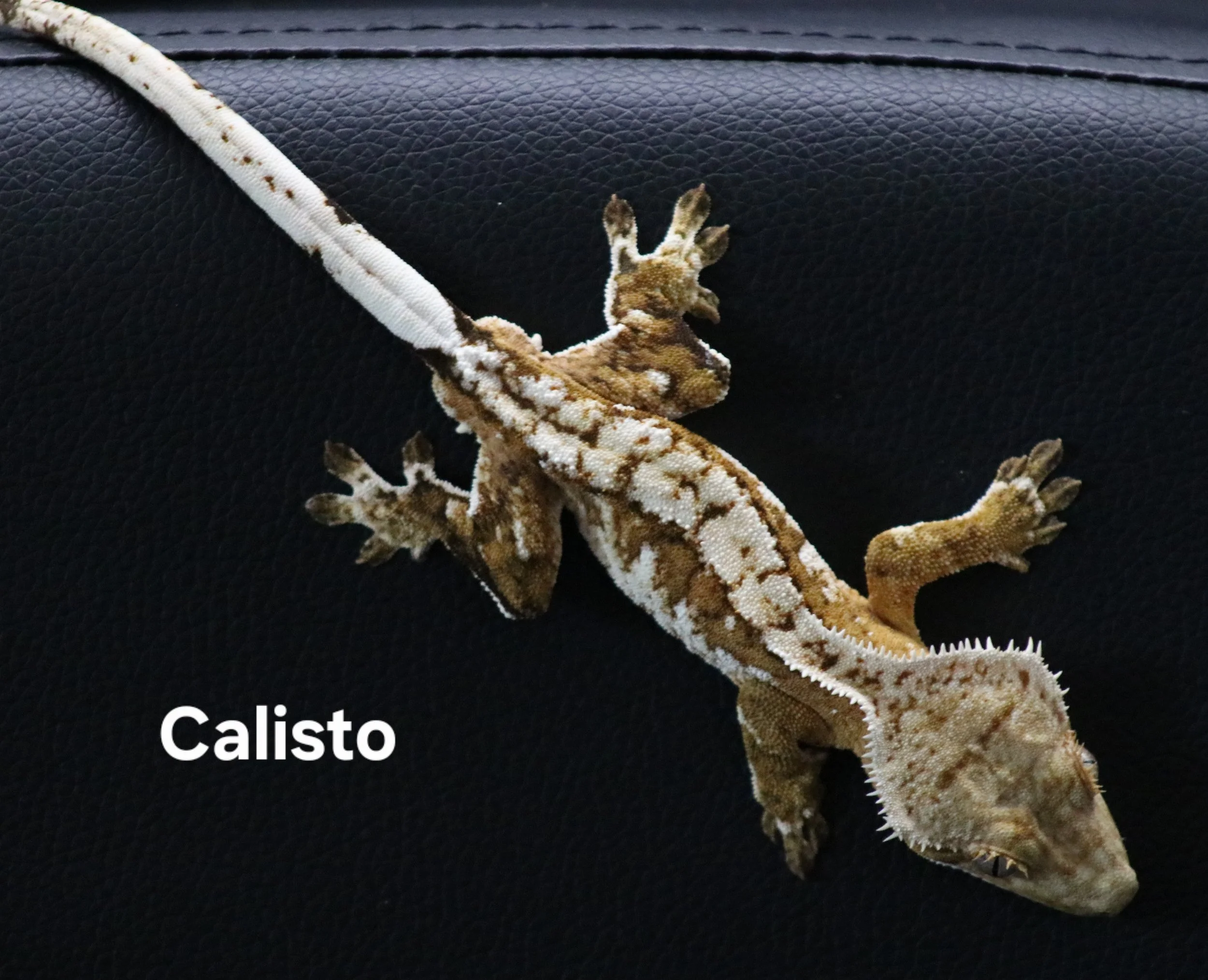 Calisto .jpg