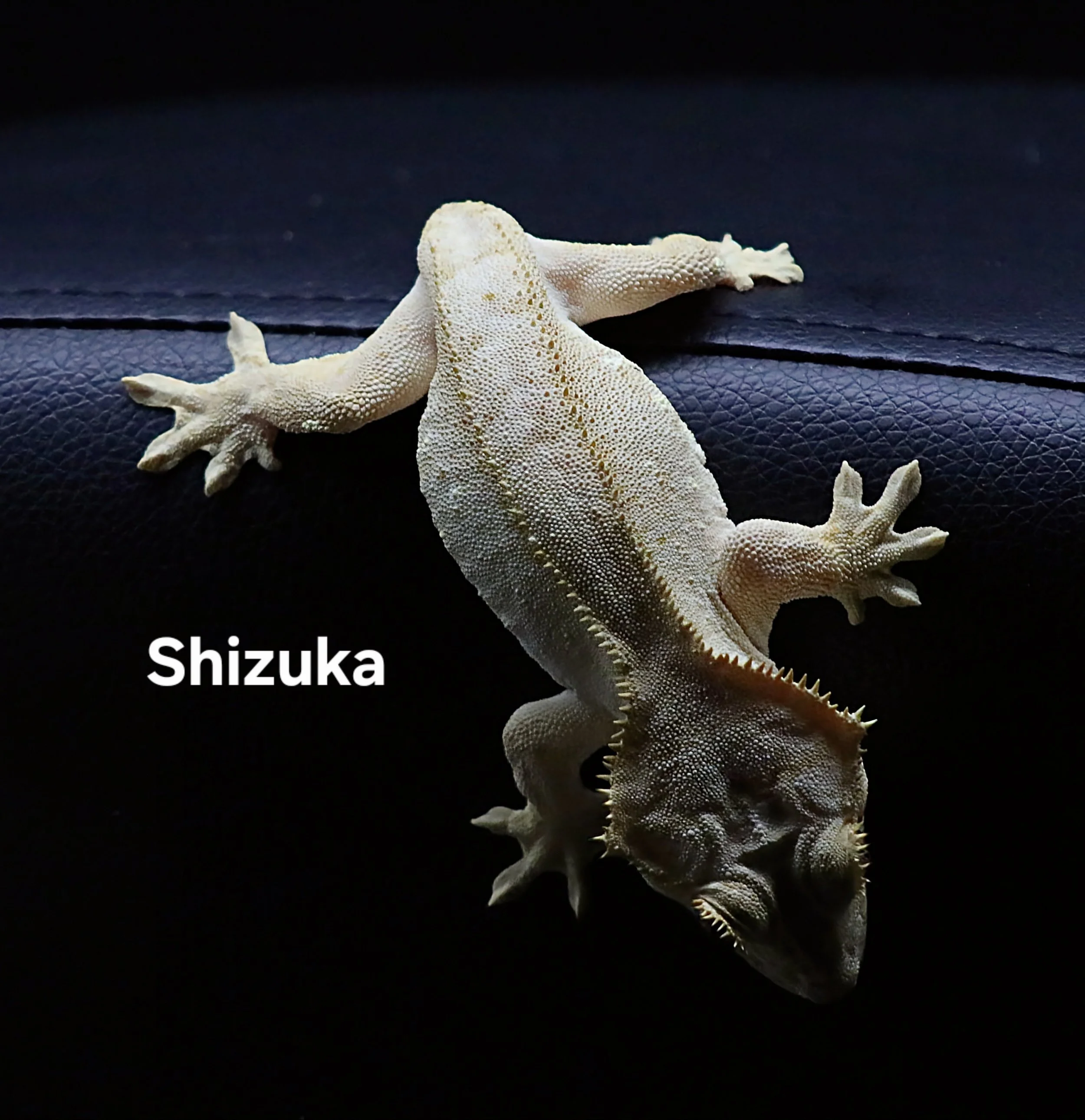 SHIZUKA.JPG