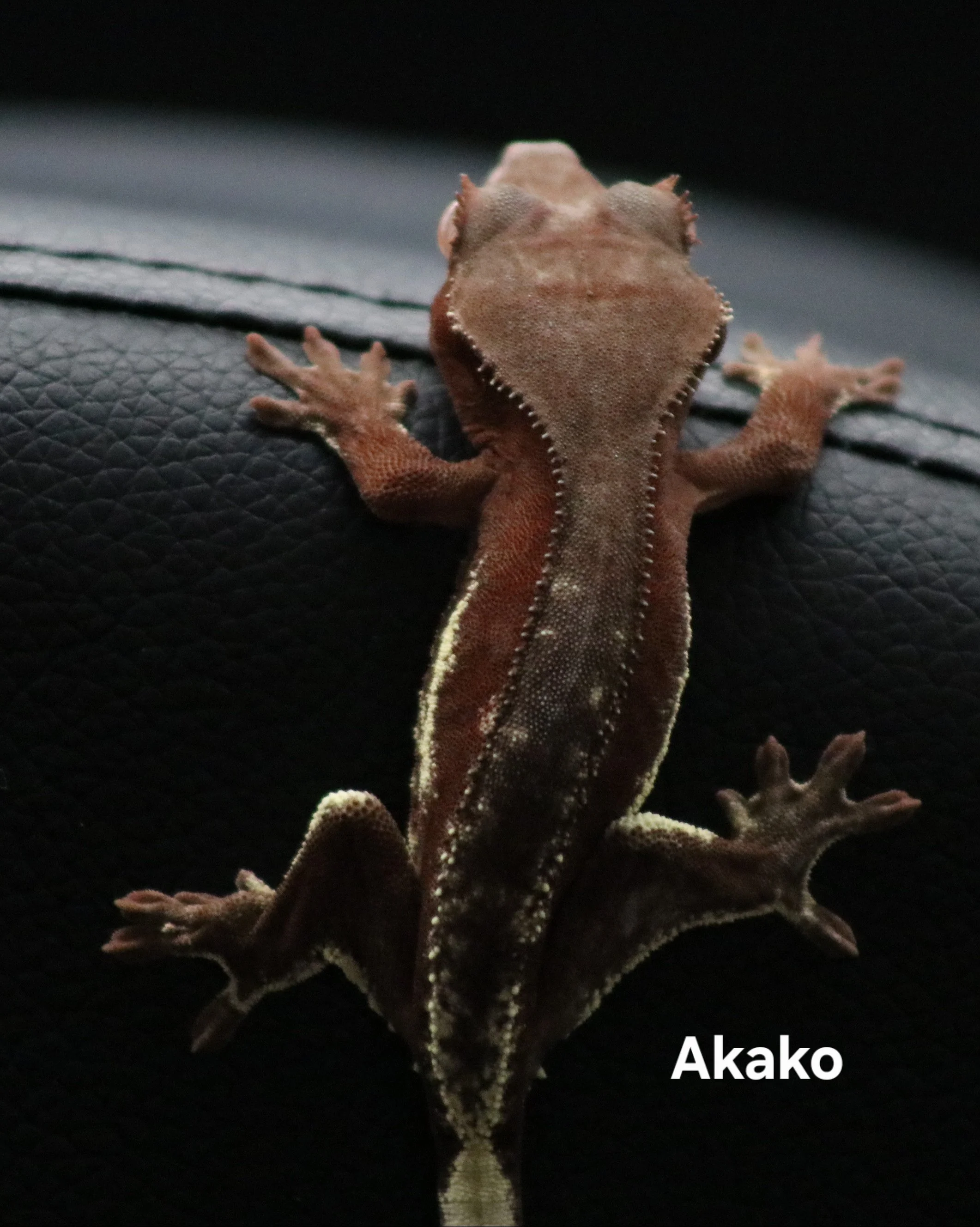 Akako .jpg
