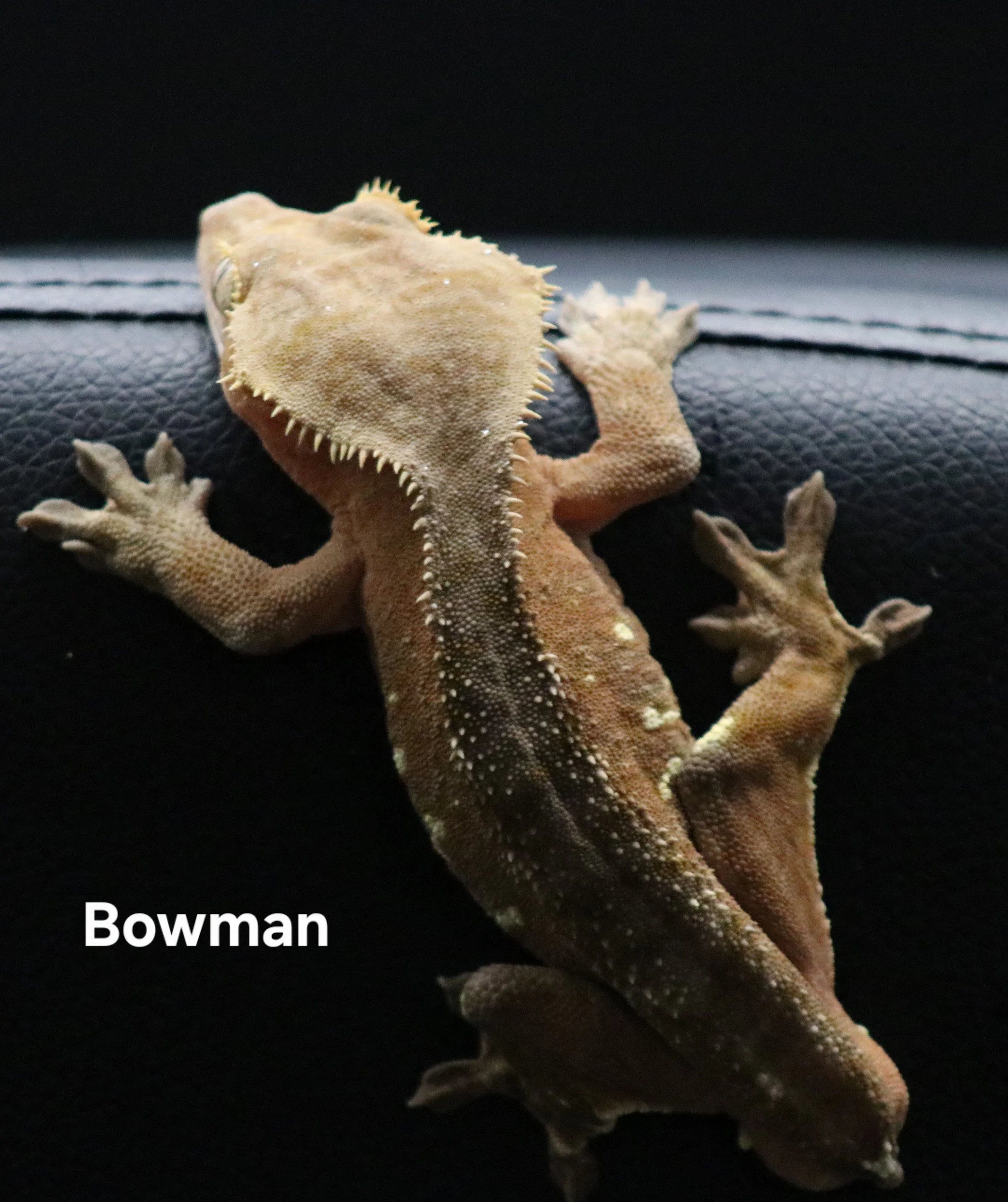 Bowman .jpg