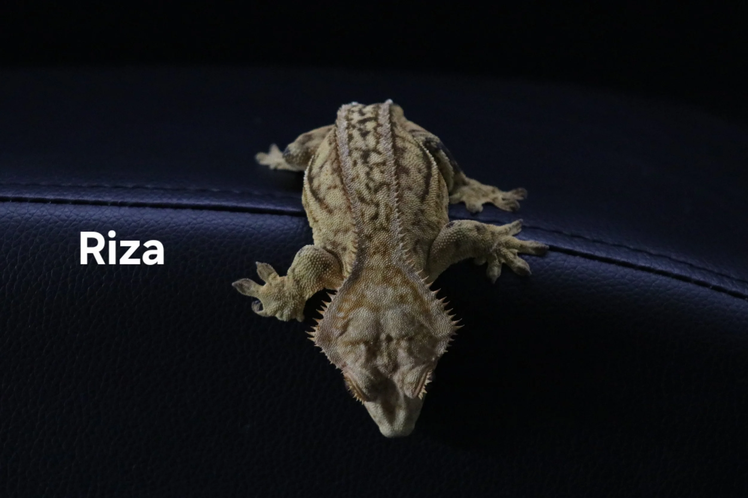 Riza.JPG
