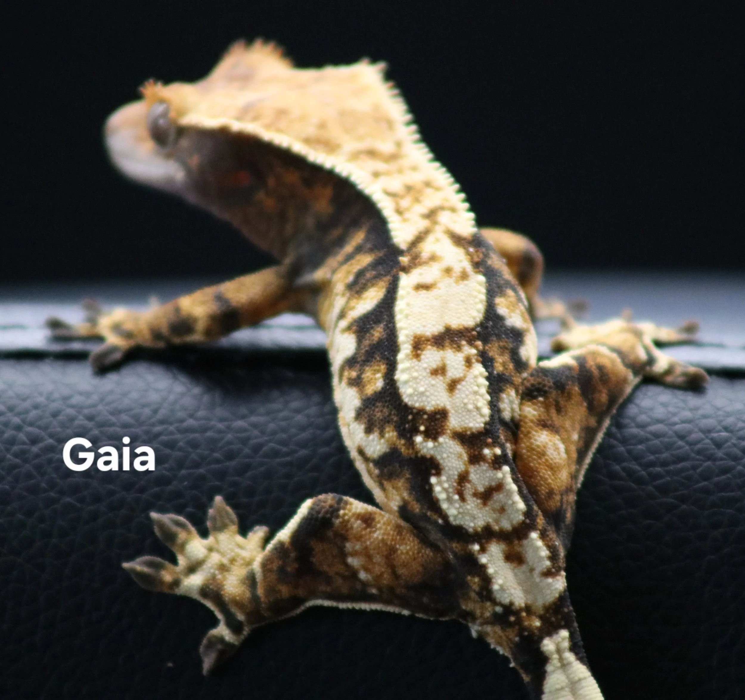 Gaia.jpg