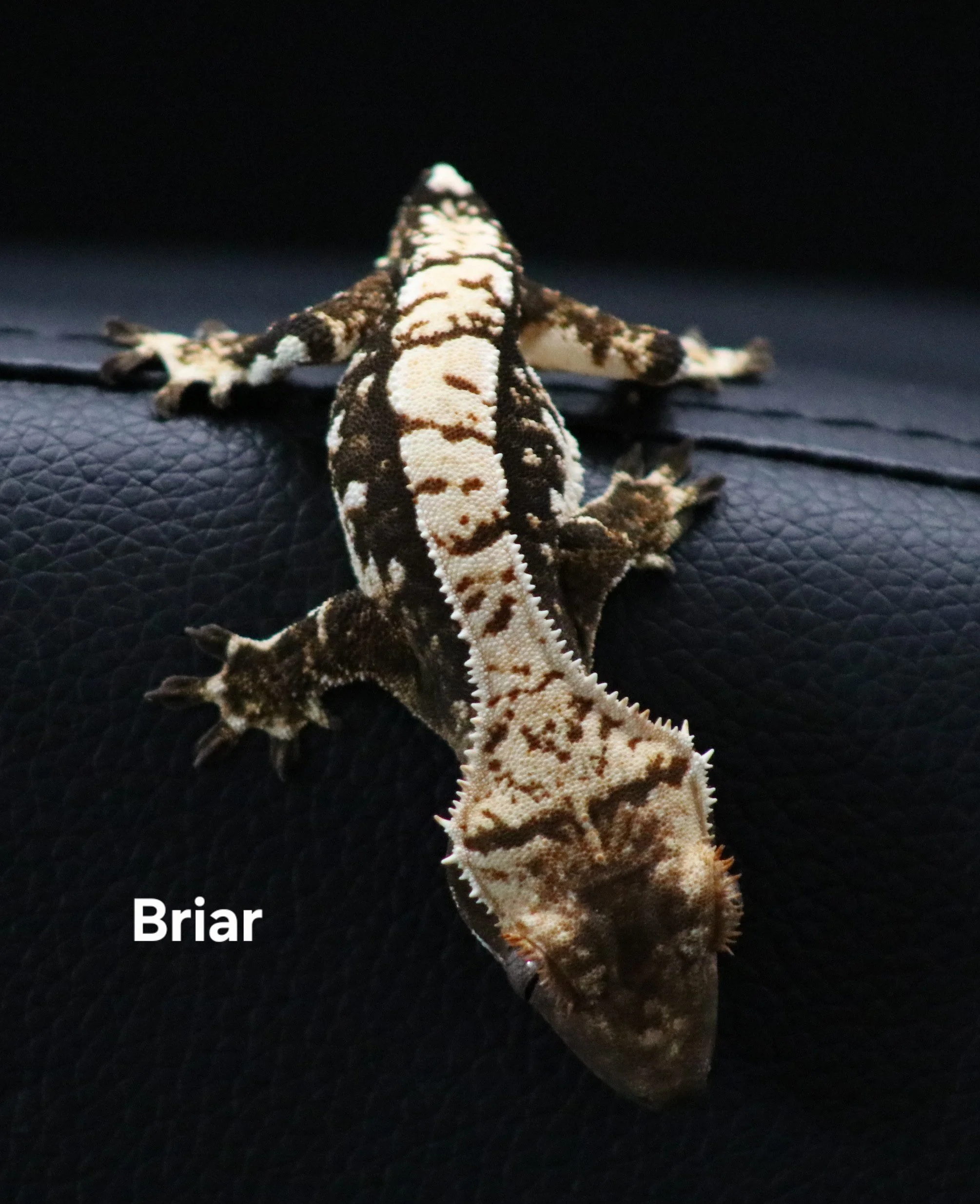 Briar.jpg