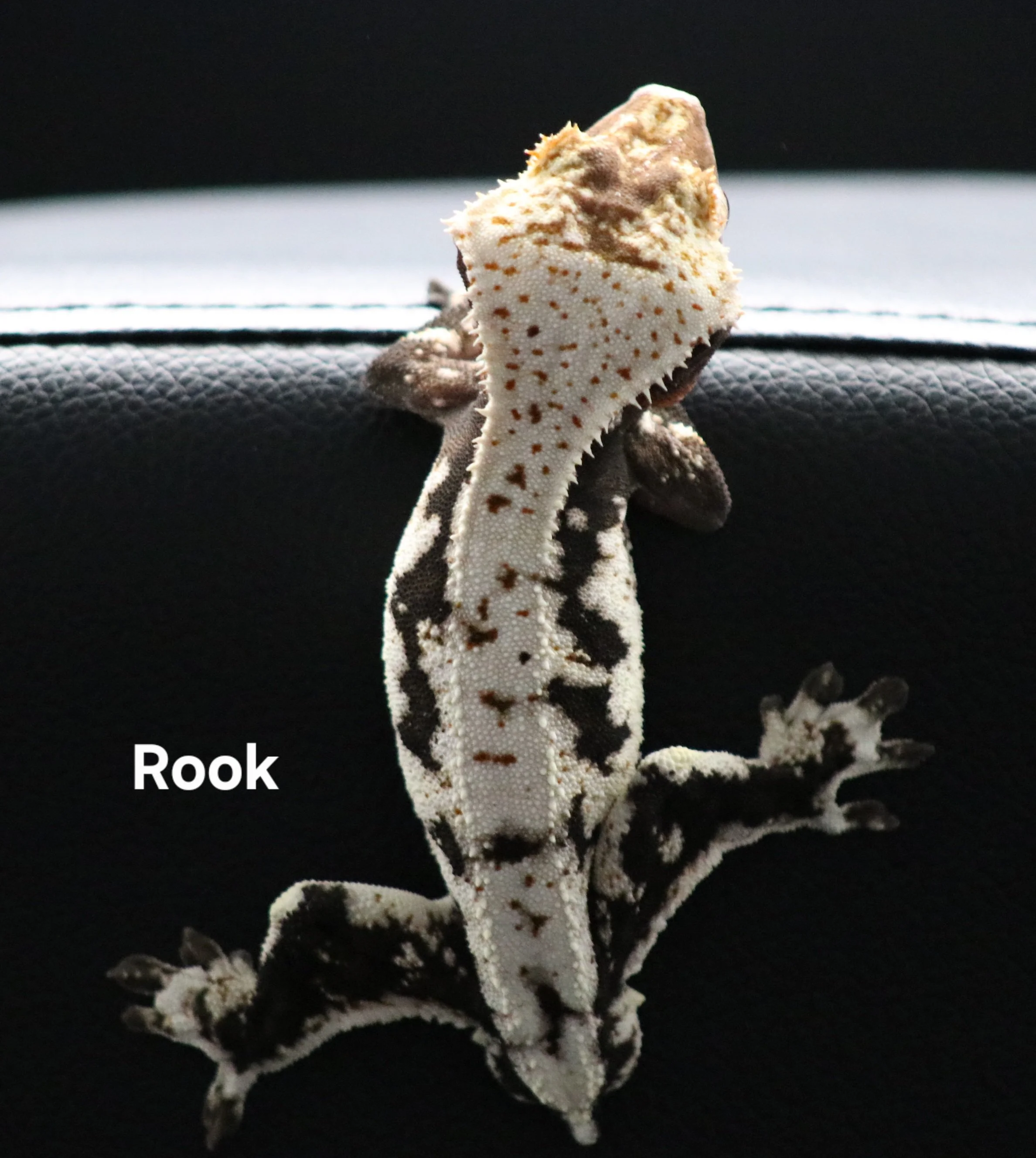 Rook.JPG