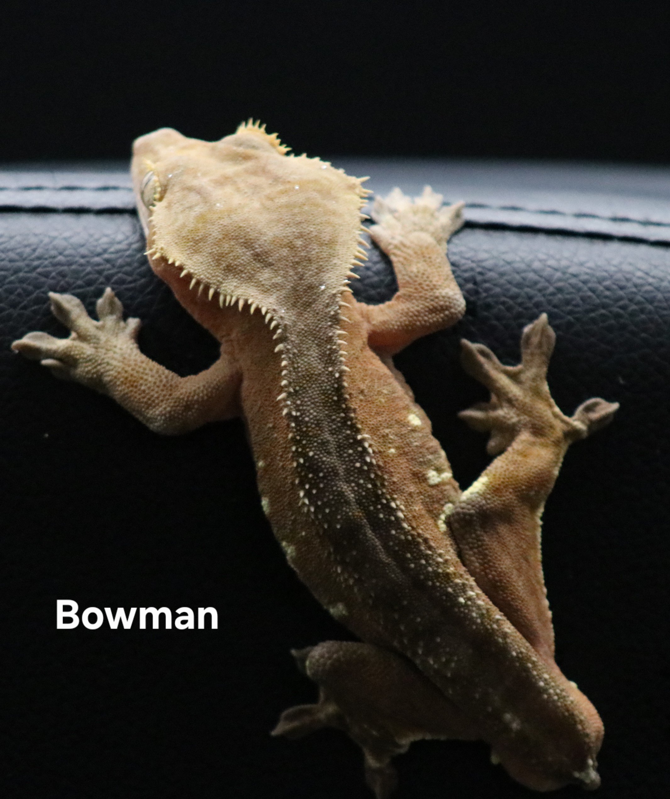 Bowman
