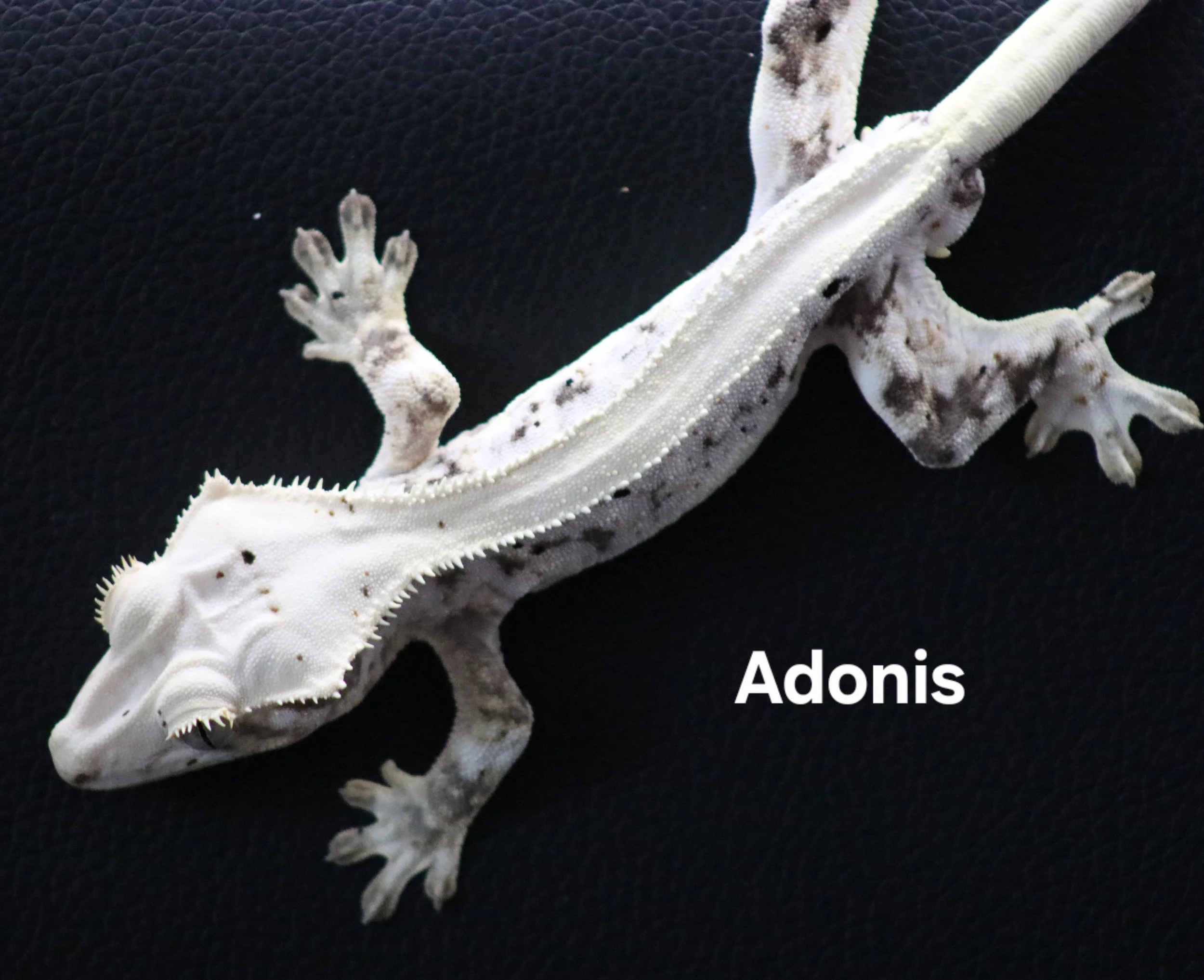 Adonis.jpg