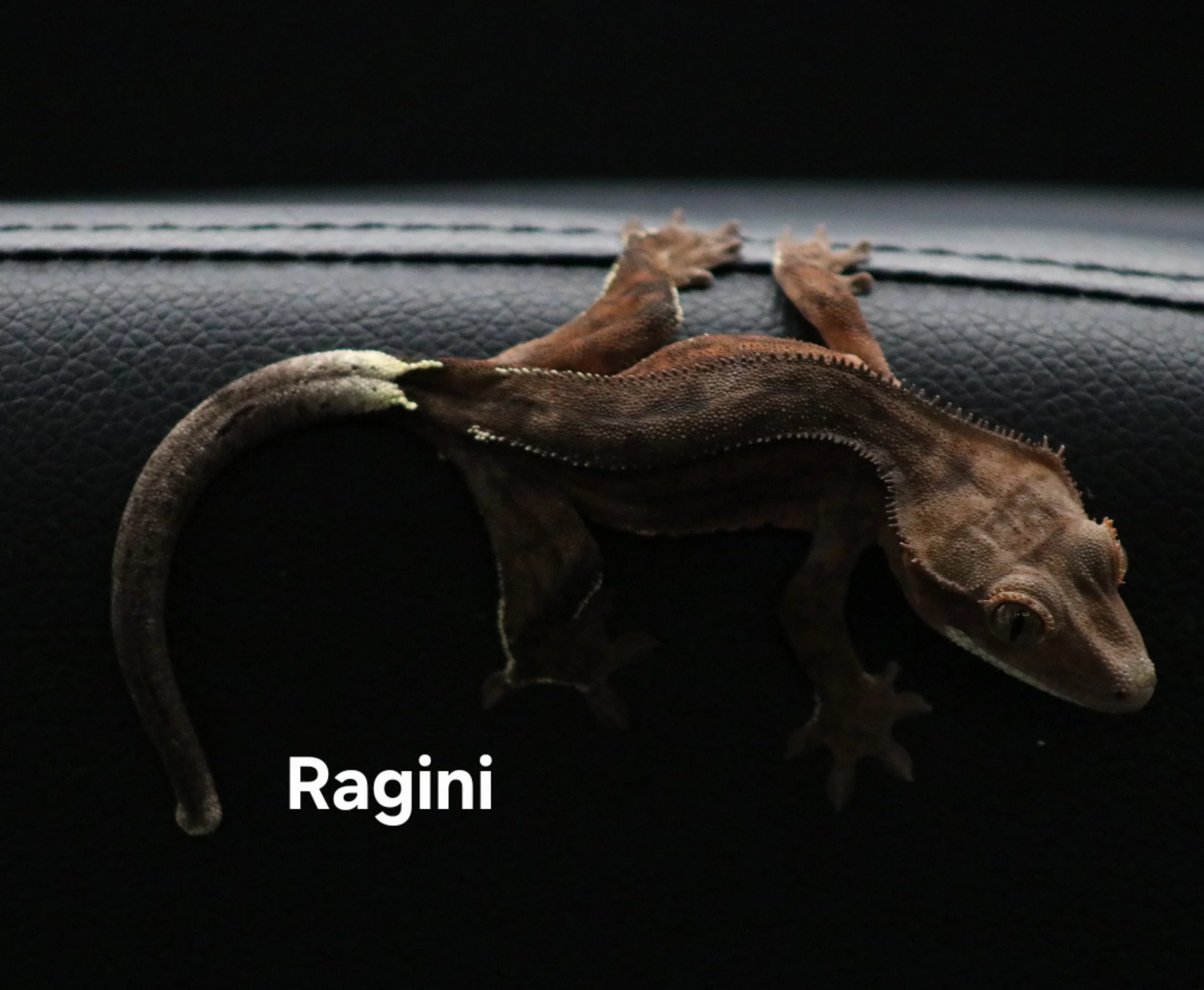 Ragini .jpg