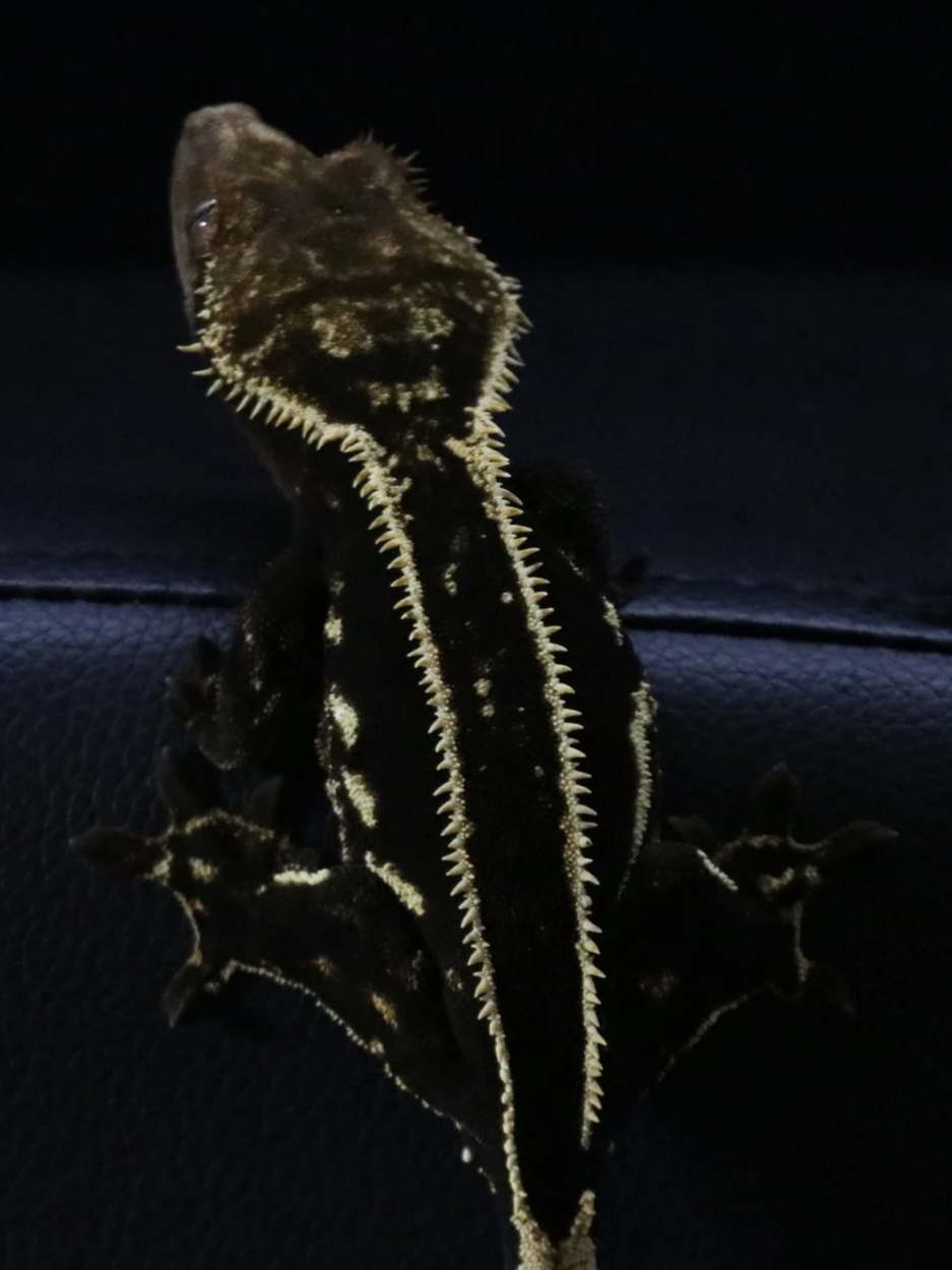 Close-up of a black and yellowish spiny lizard sitting on a dark surface at night.