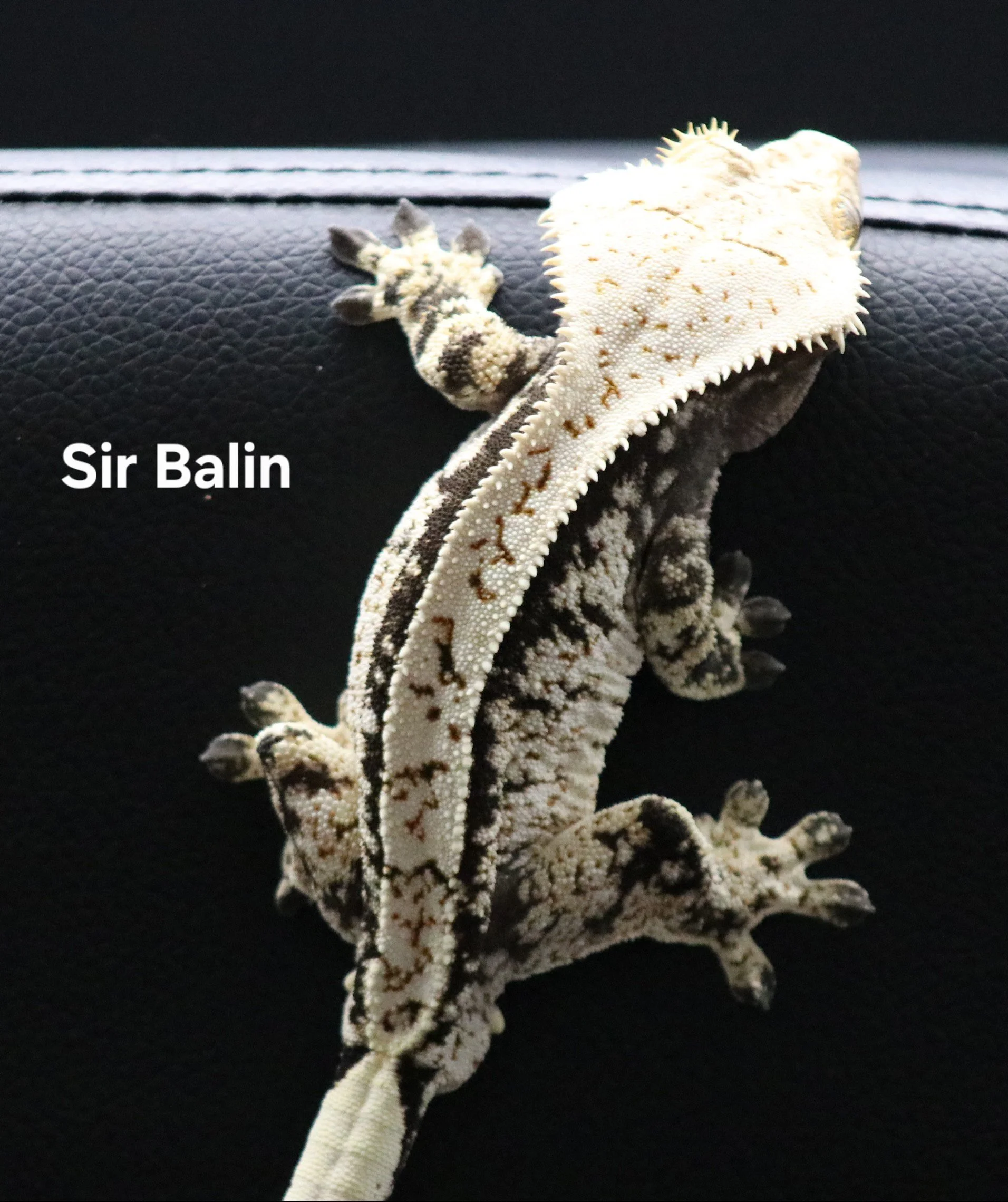 Sir Balin .jpg