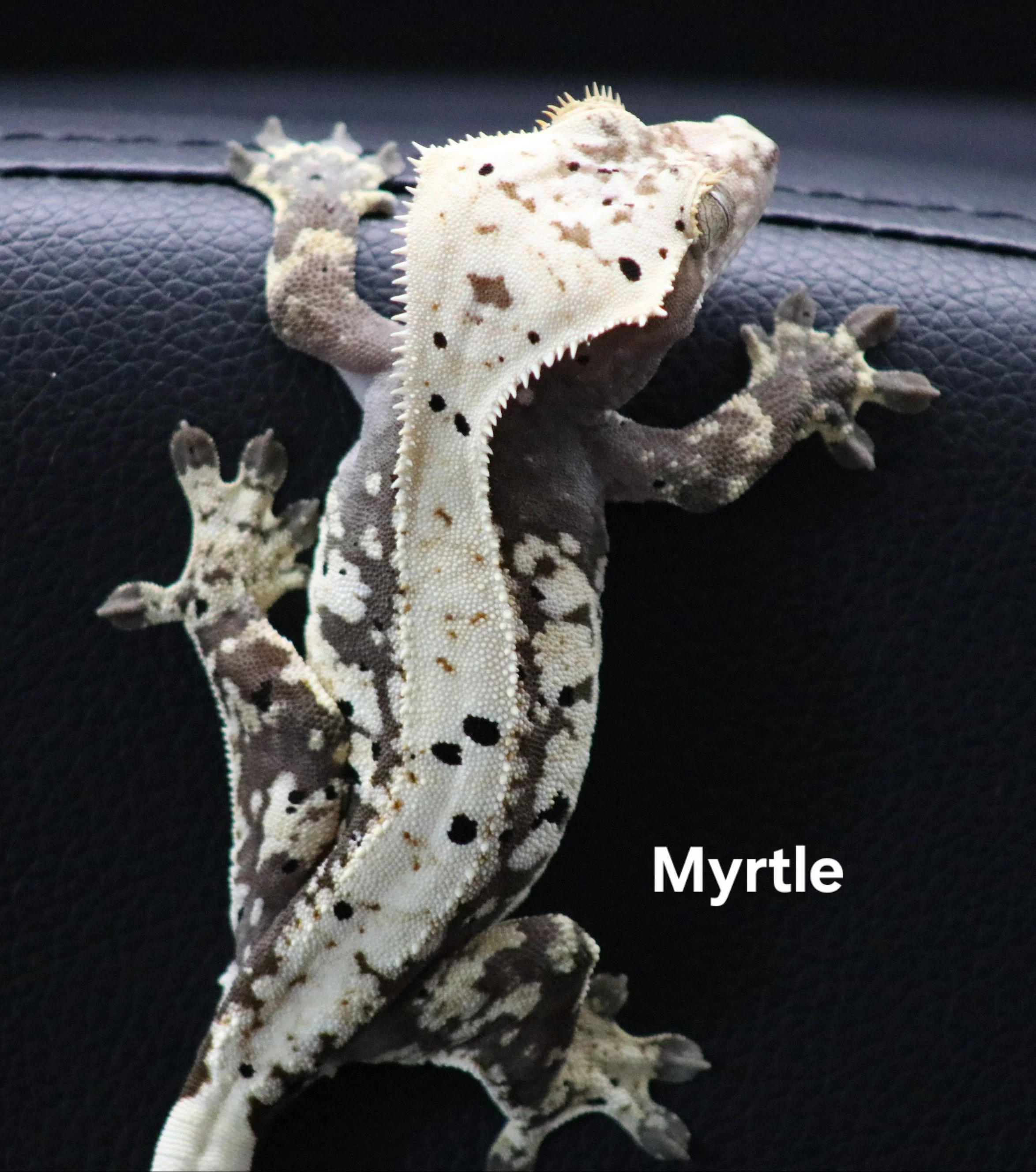 A close-up of a leopard gecko with a white and brown spotted body resting on a black textured surface.