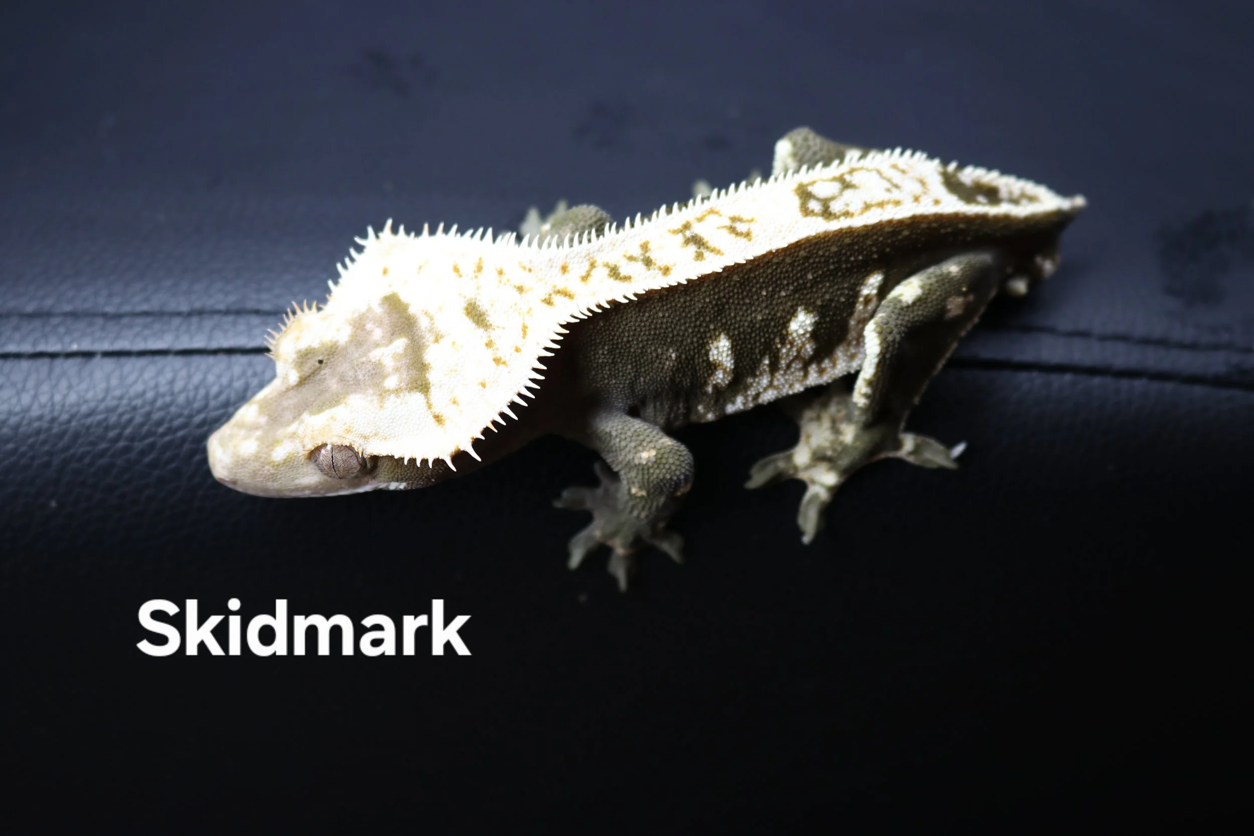 Skidmark.JPG