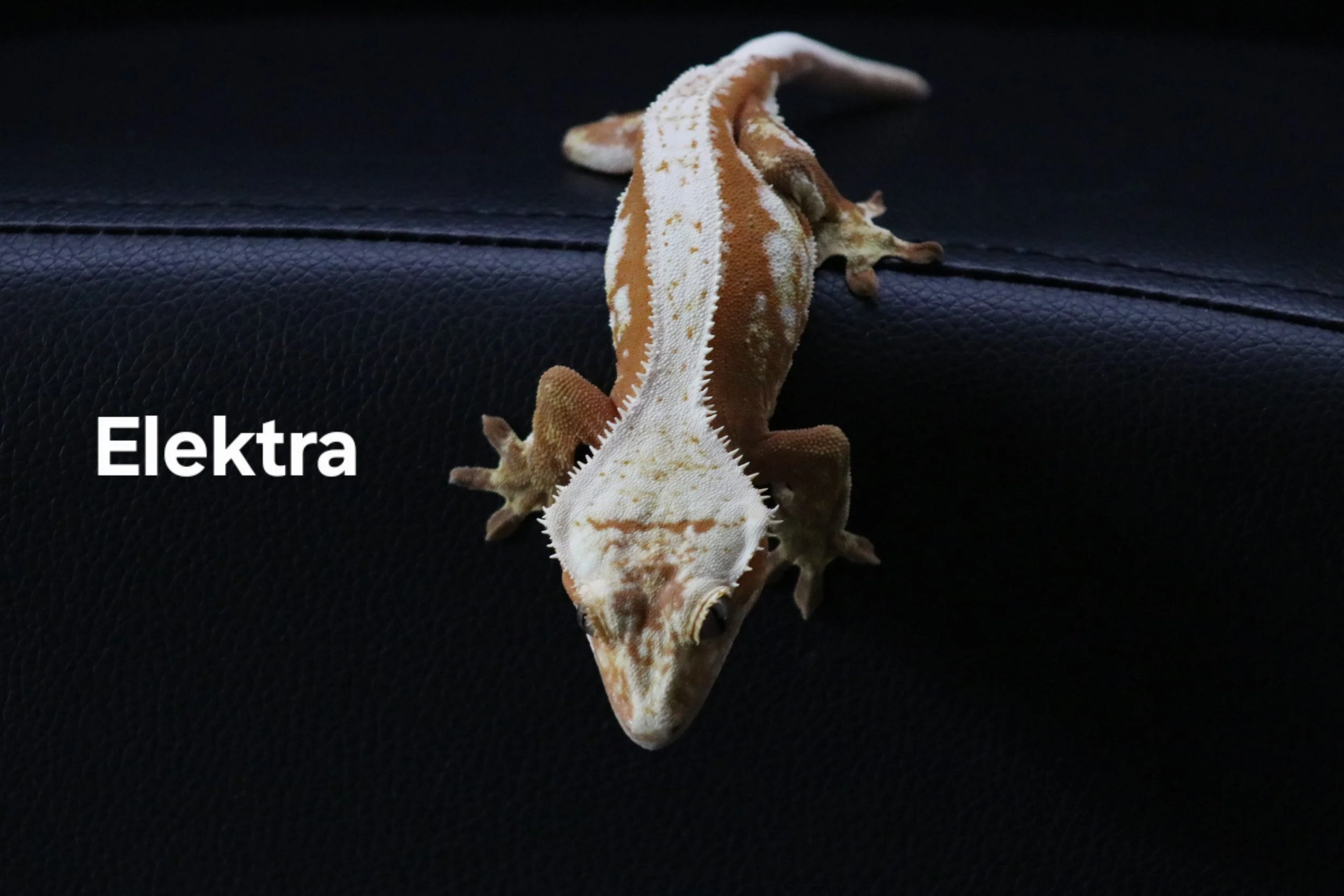 Elektra.JPG