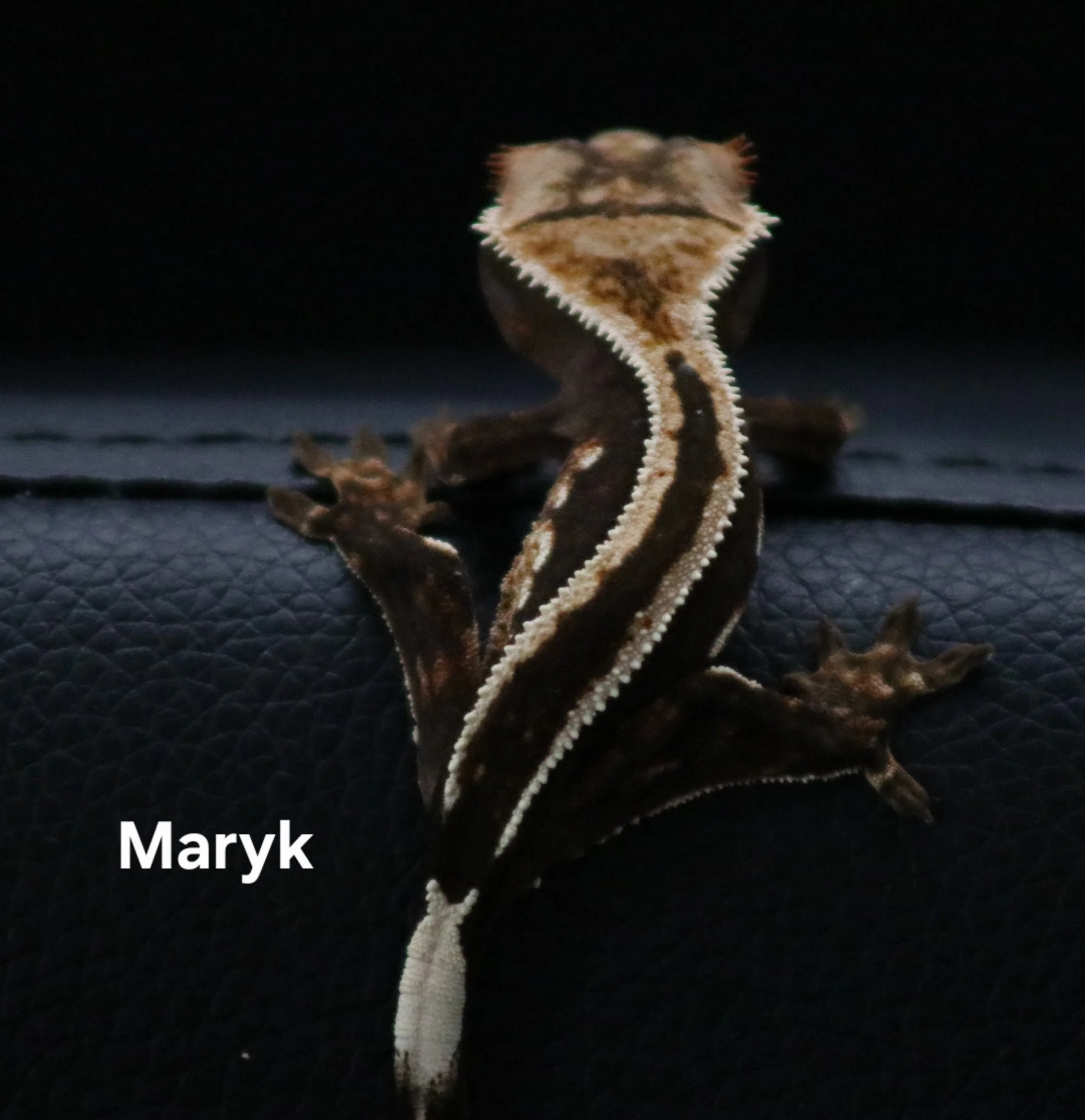 Maryk.jpg