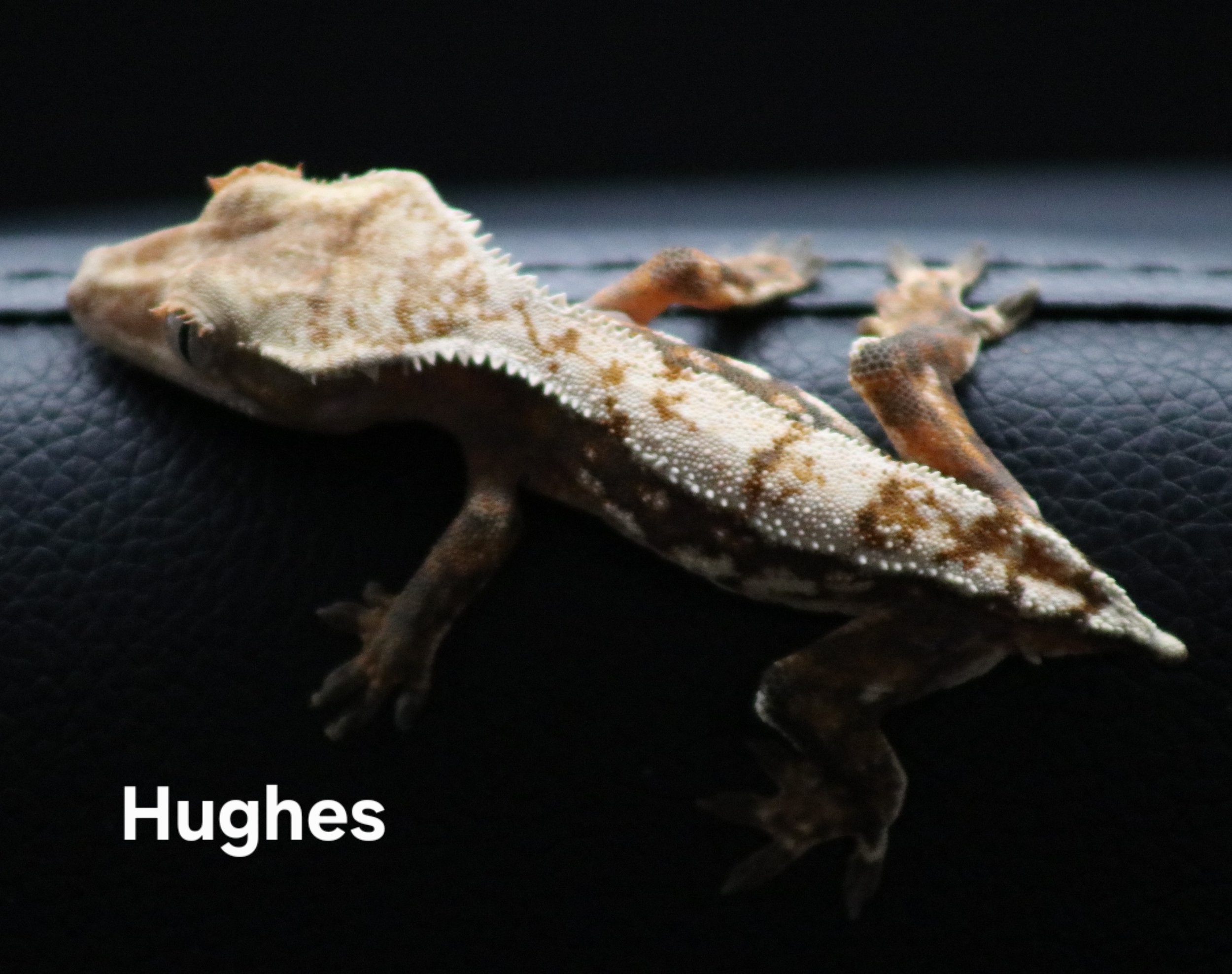 Hughes.jpg