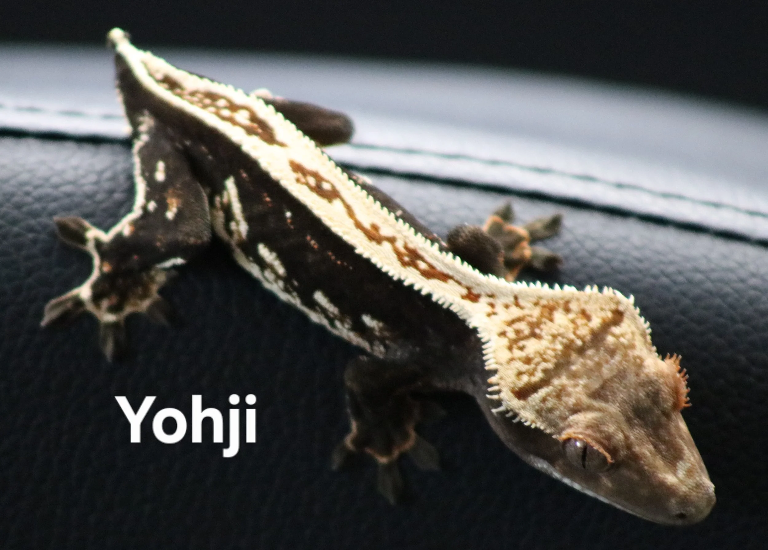 Yohji.jpg