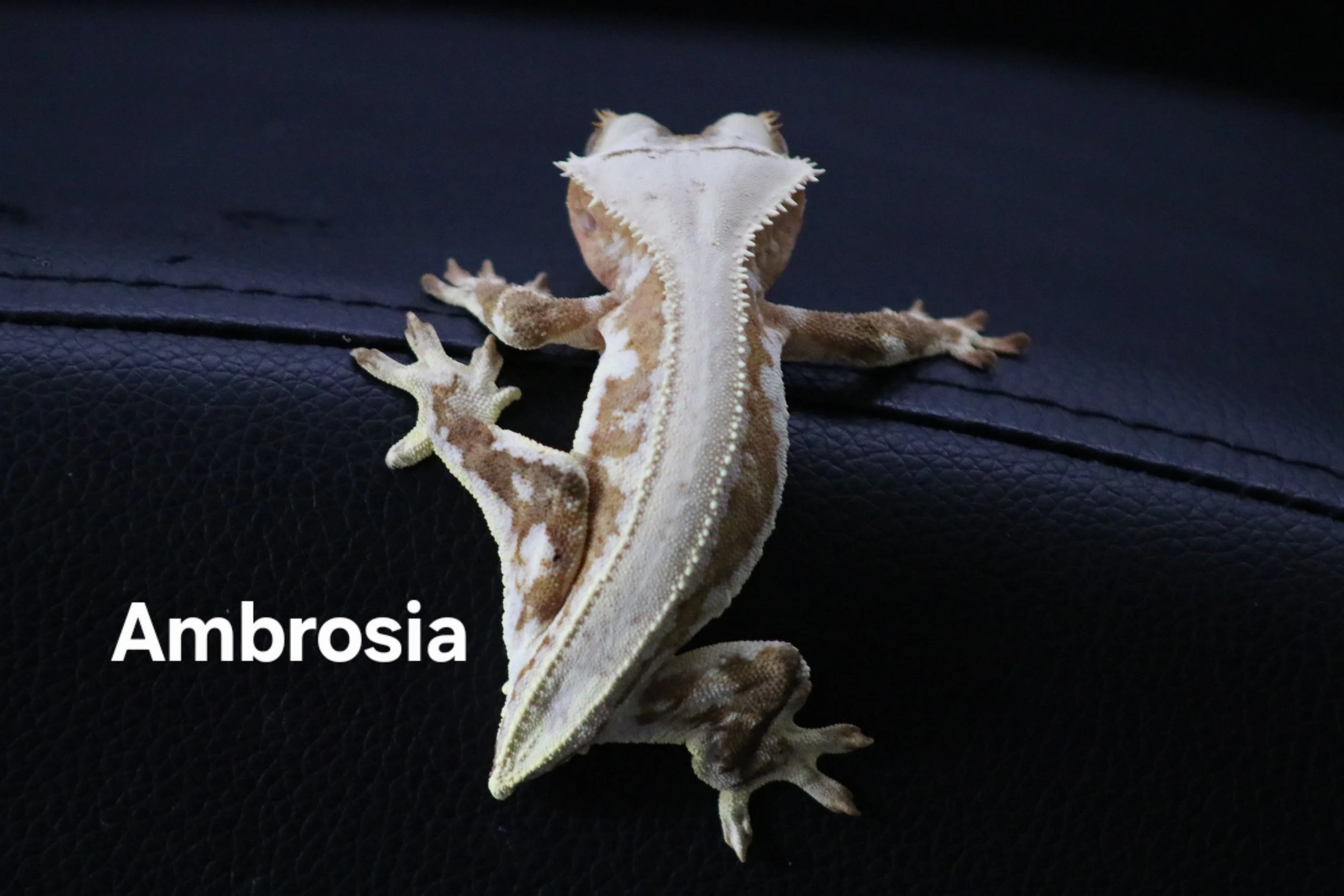 Ambrosia.JPG