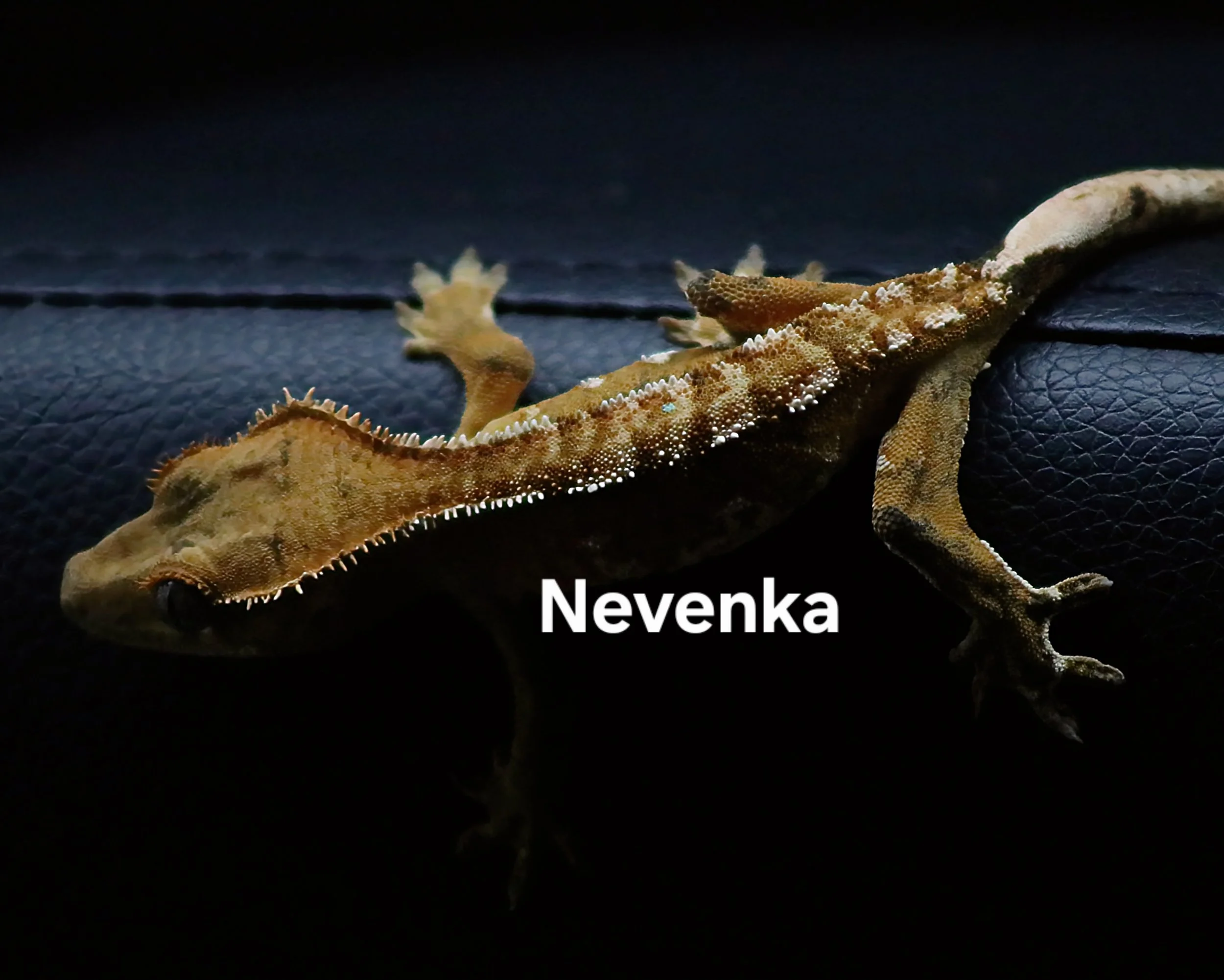 NEVENKA (BACK).JPG