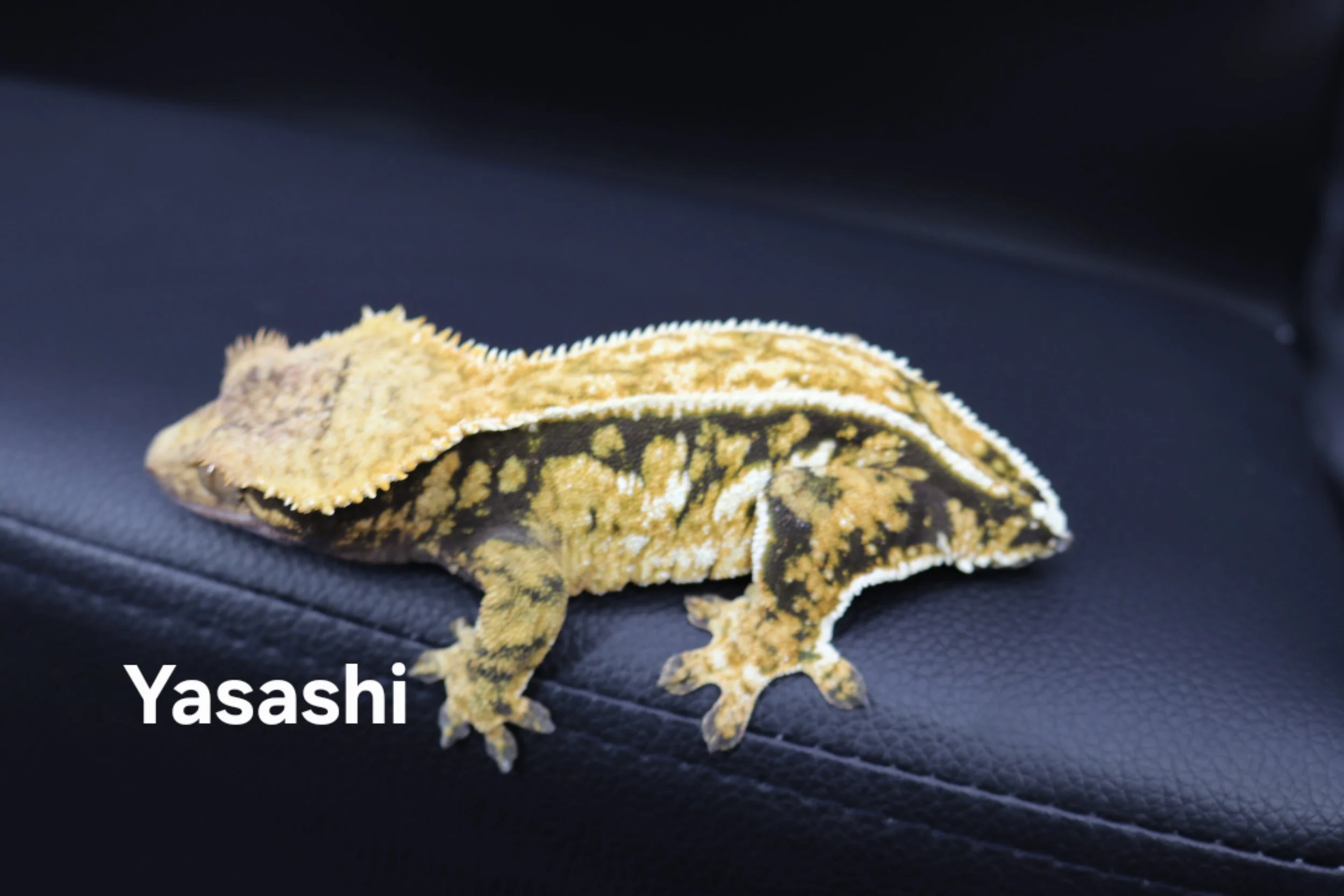Yasashi.JPG