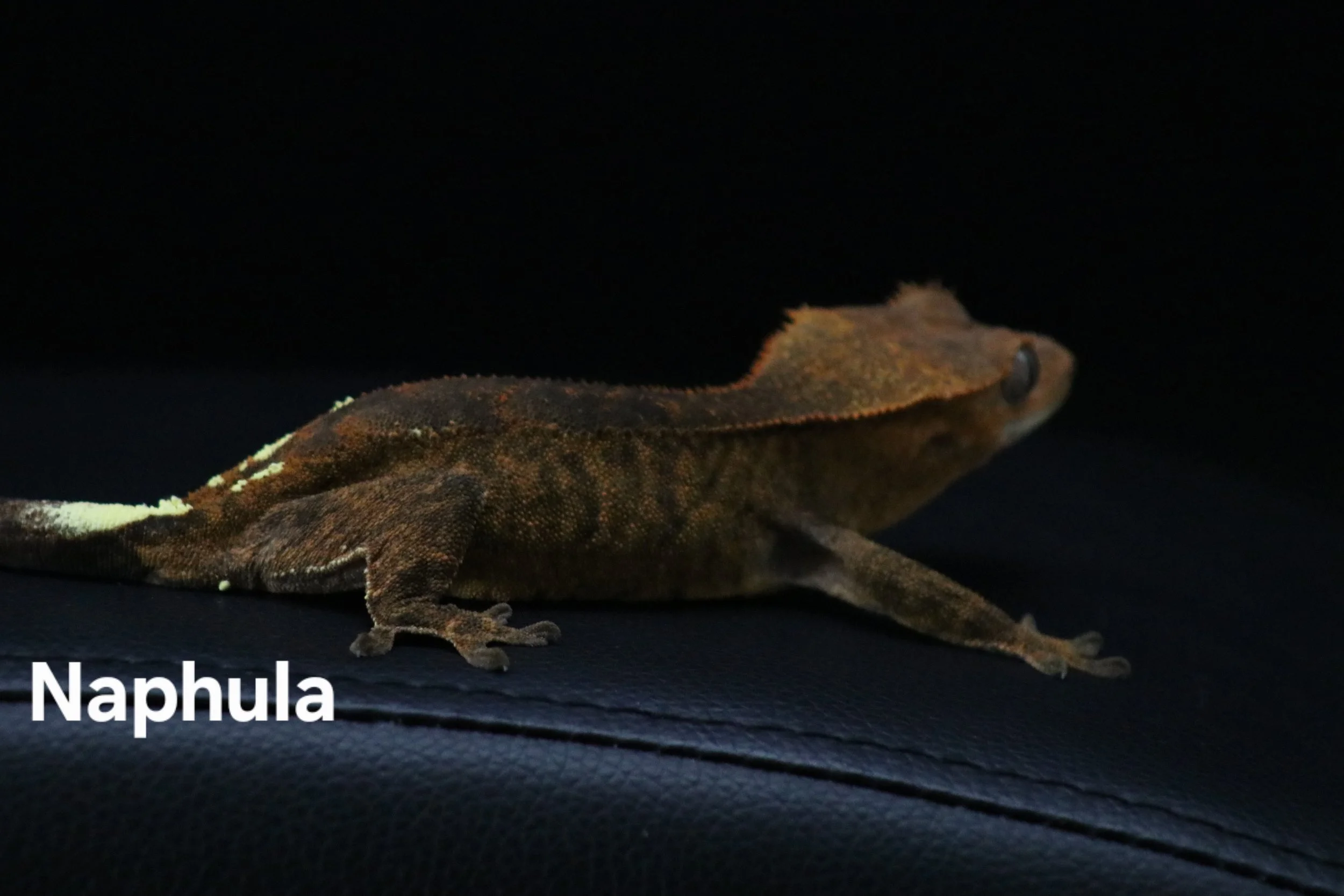 Naphula.JPG