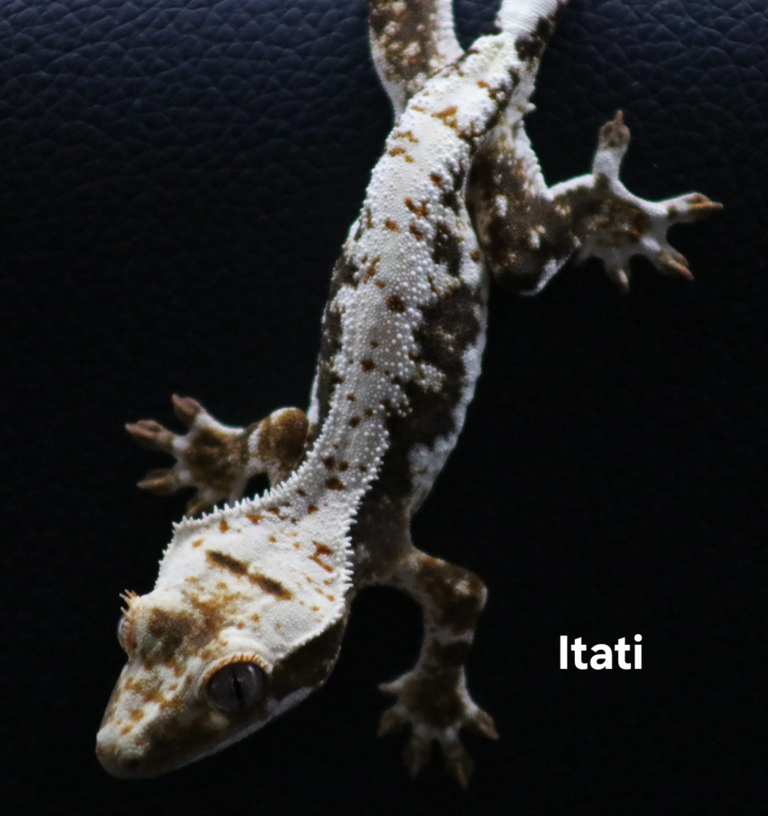 Itati .jpg