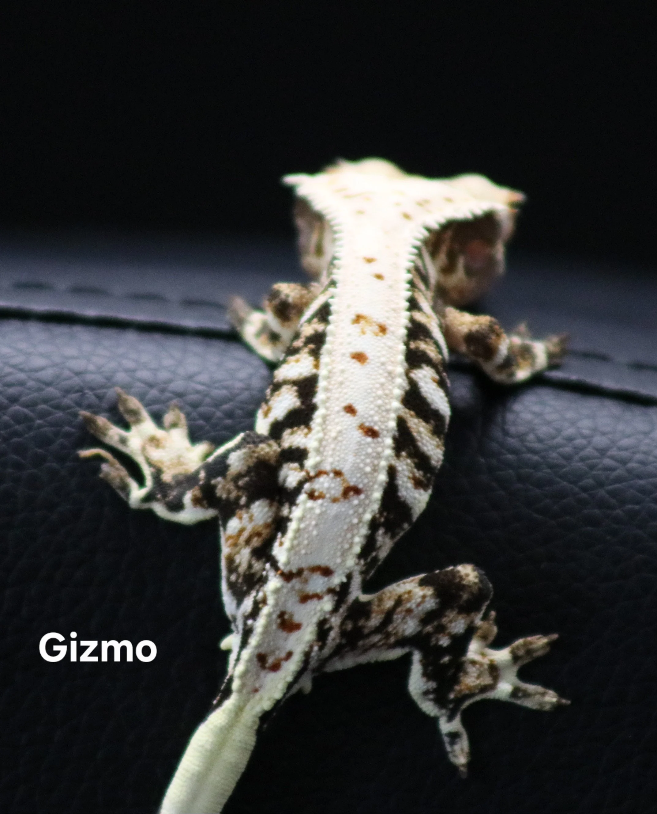 Gizmo.jpg