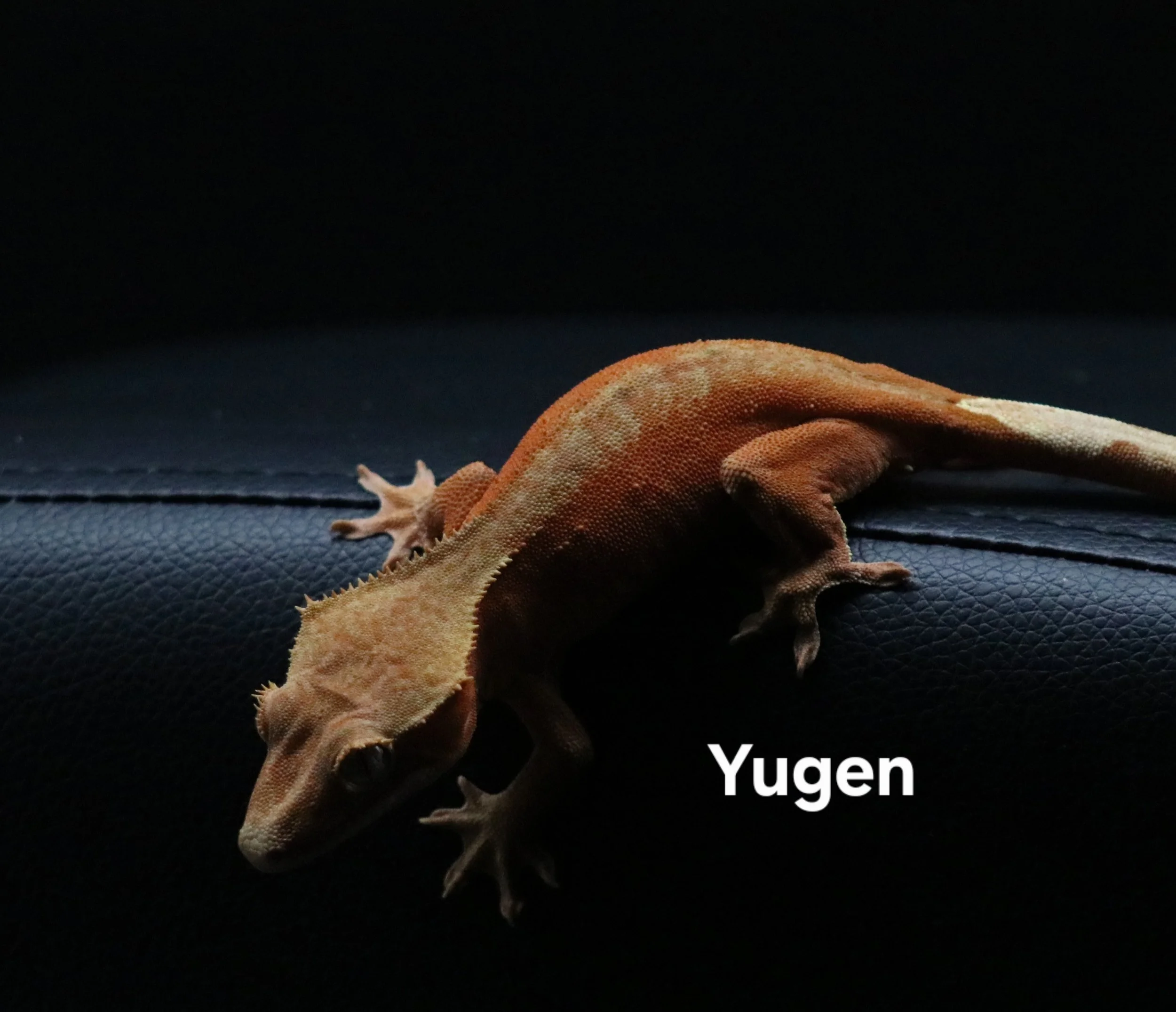 YUGEN.JPG
