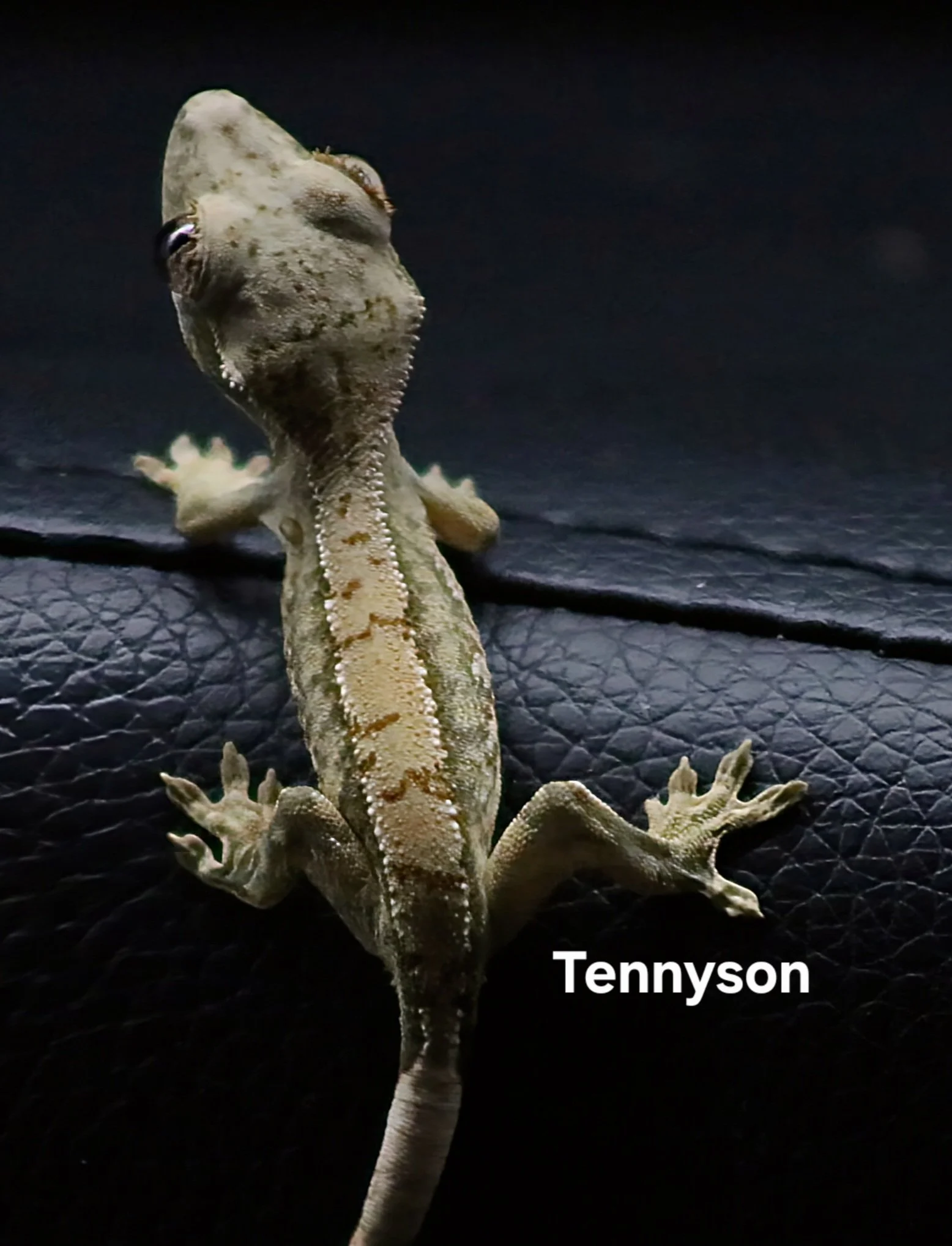 TENNYSON.JPG