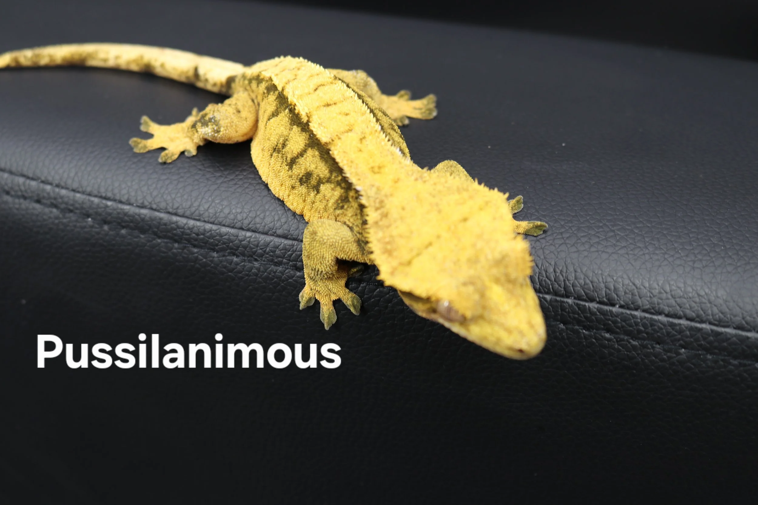 Pussilanimous.JPG