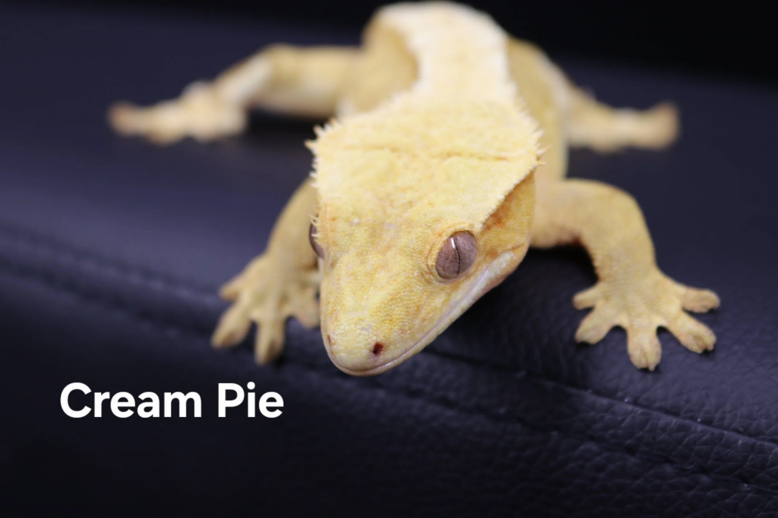 Cream Pie.JPG