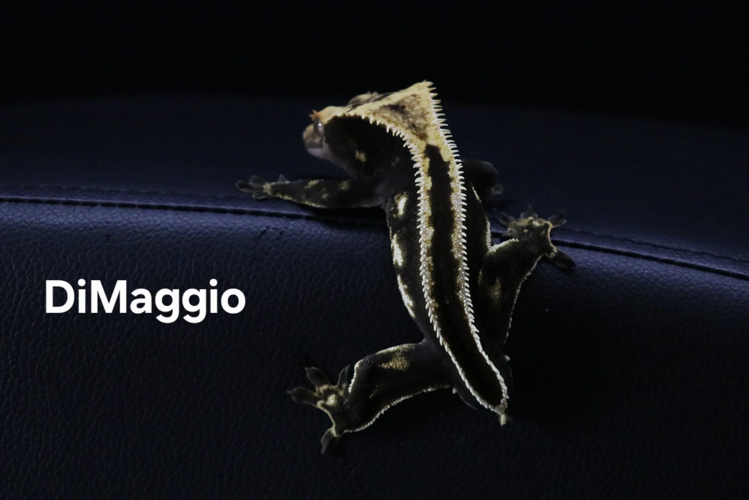 DiMaggio.JPG