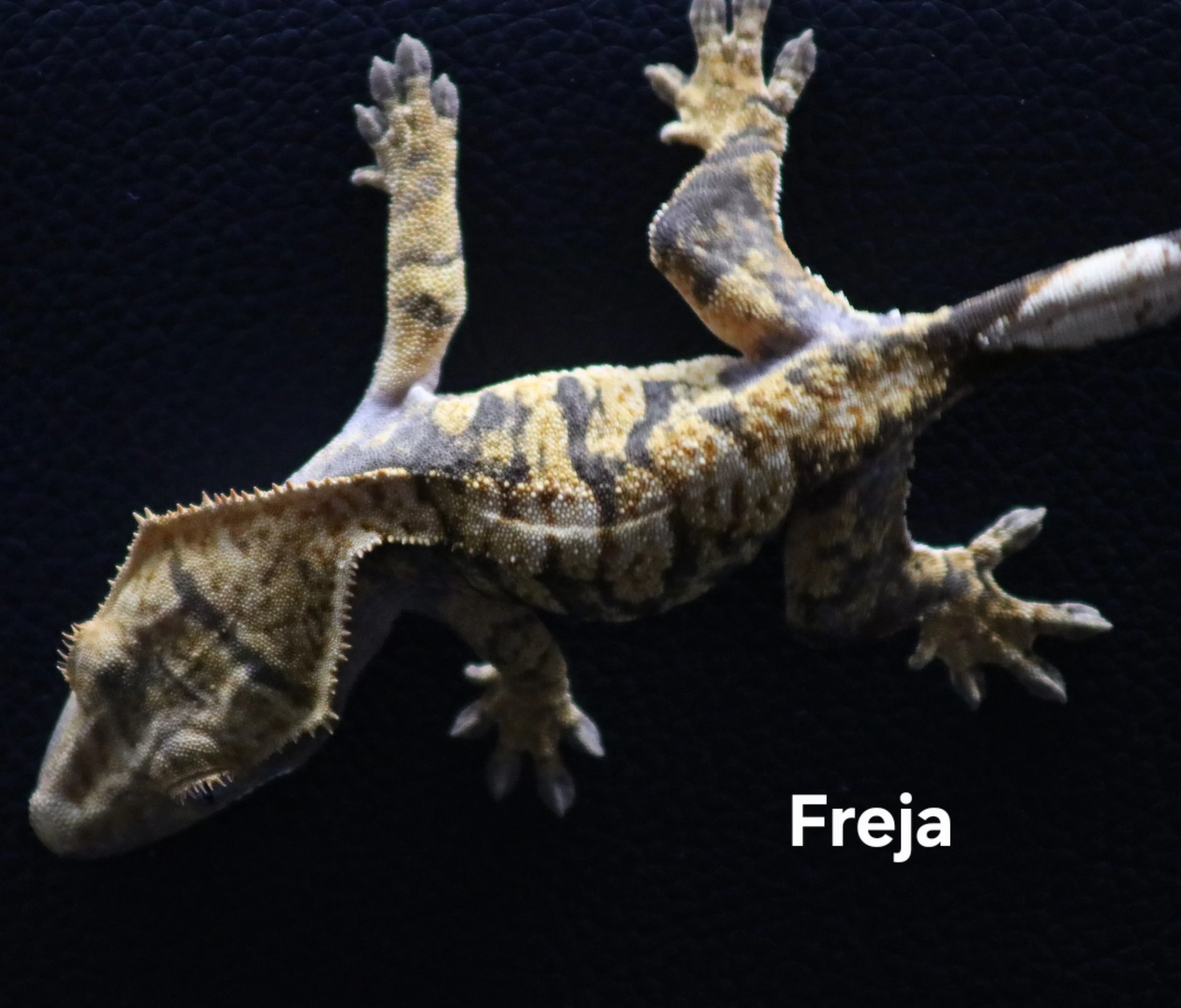 Freja .jpg