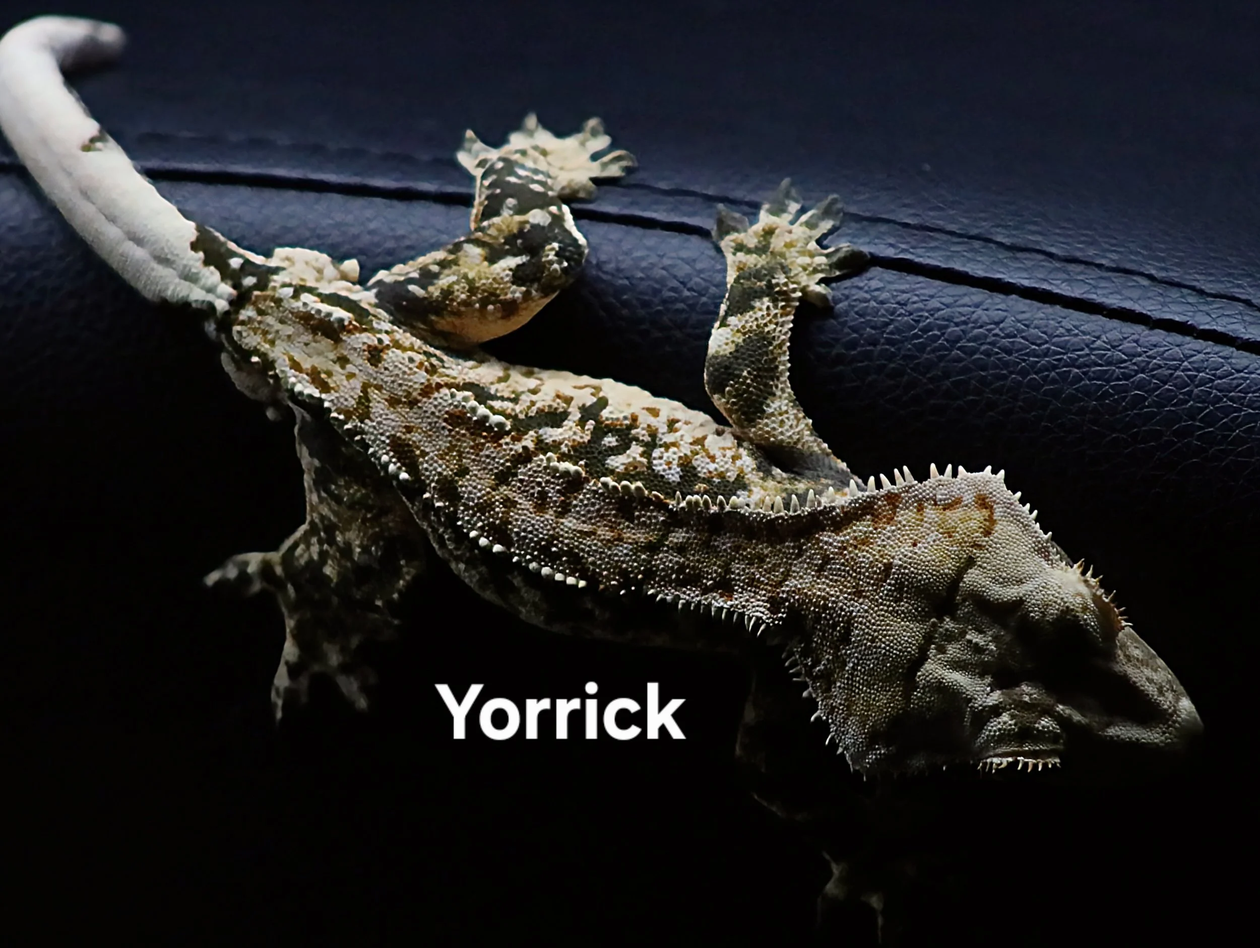 YORRICK (BACK).JPG