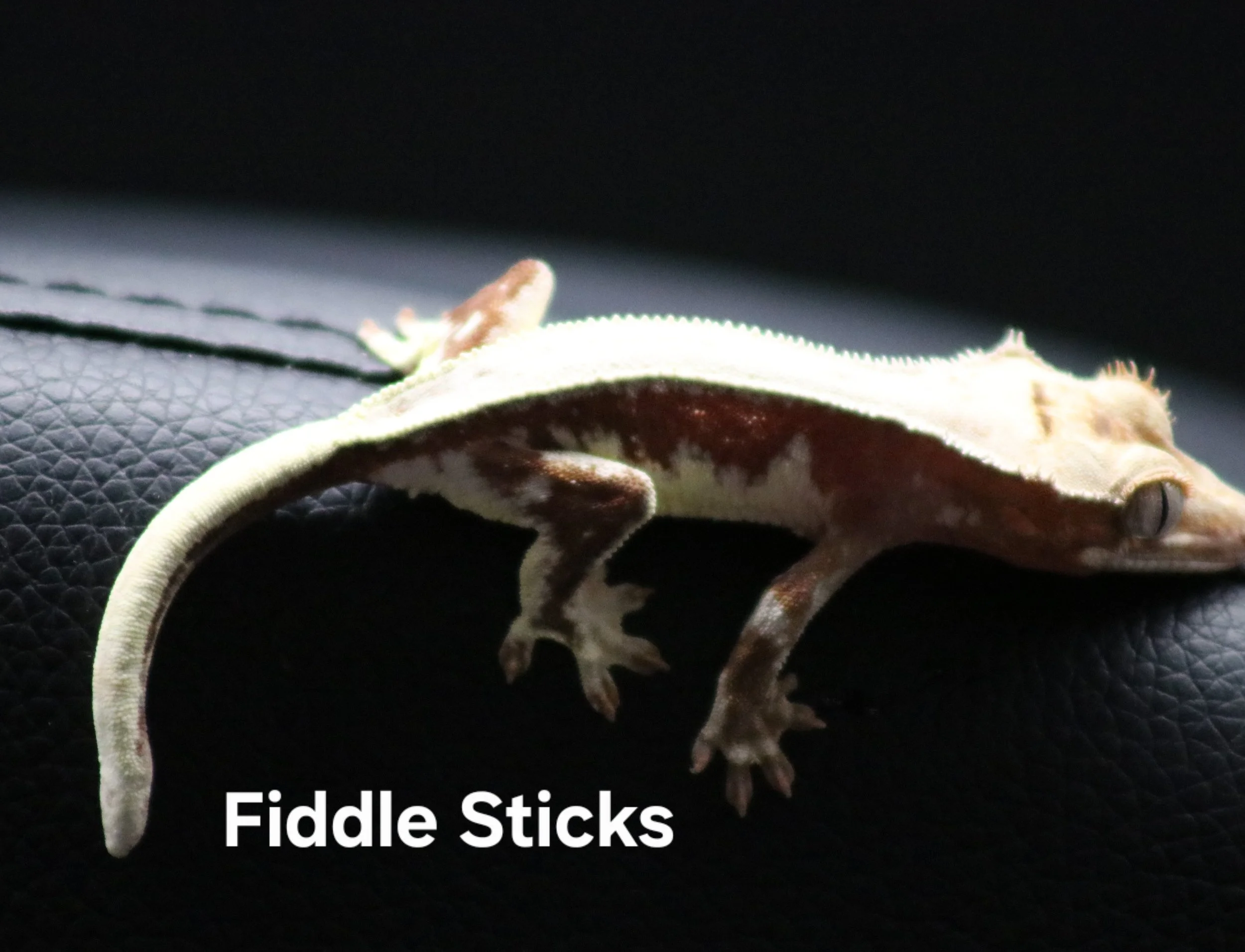 Fiddle Sticks .jpg