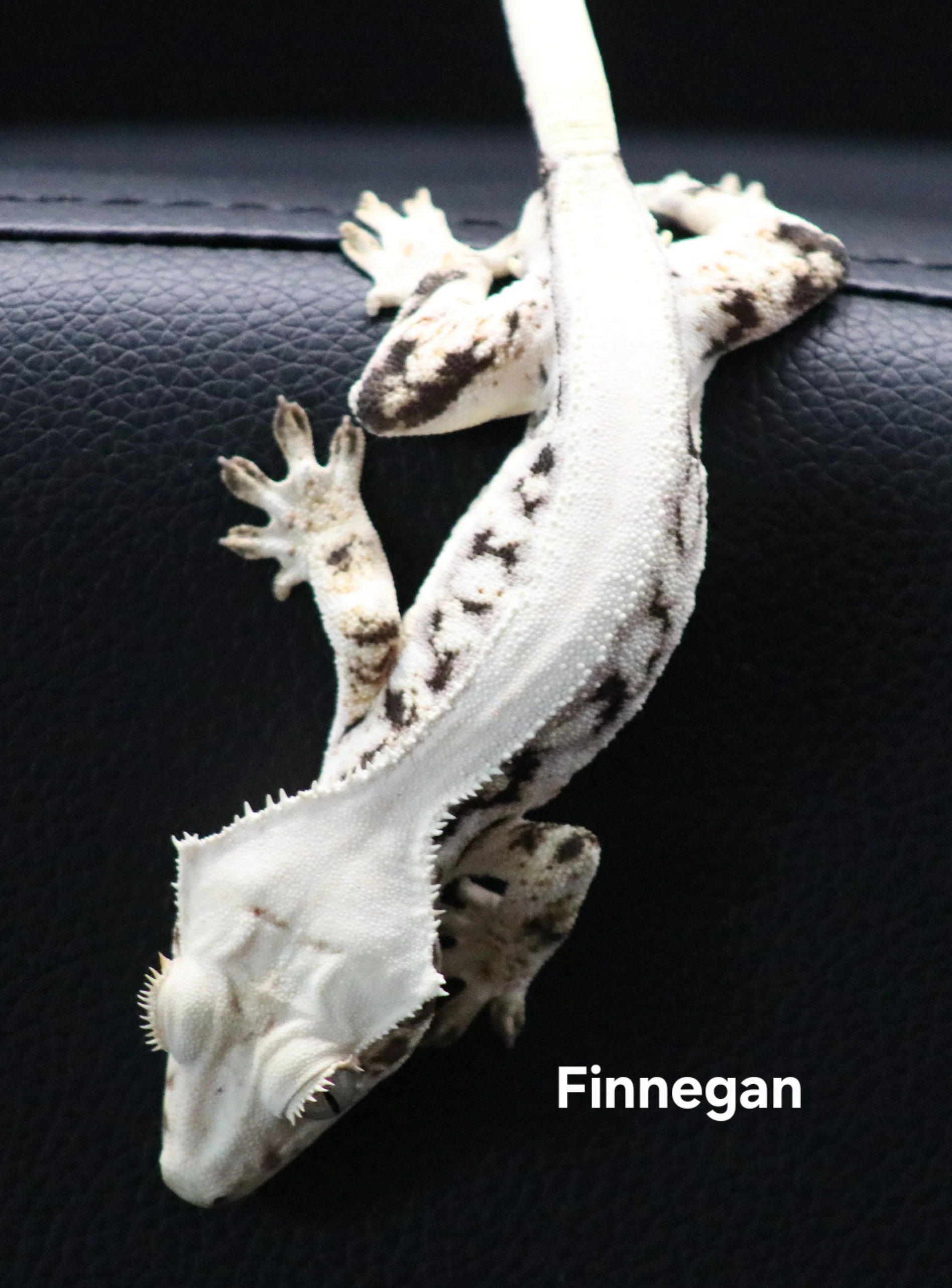 Finnegan .jpg