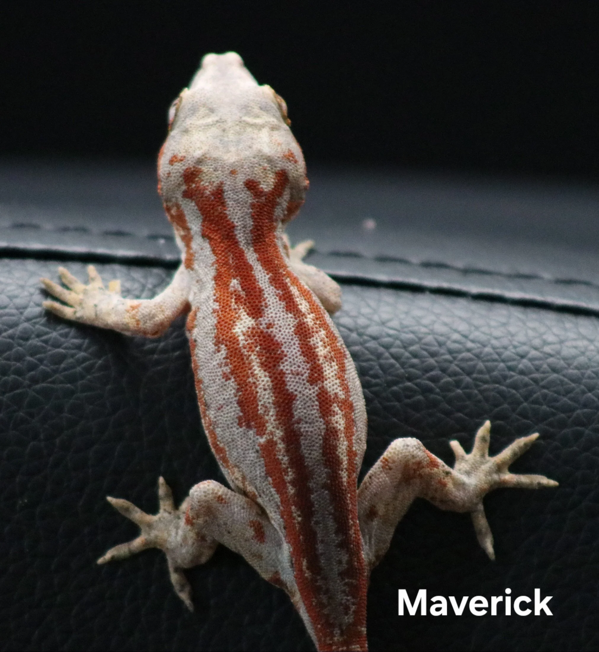 Maverick .jpg