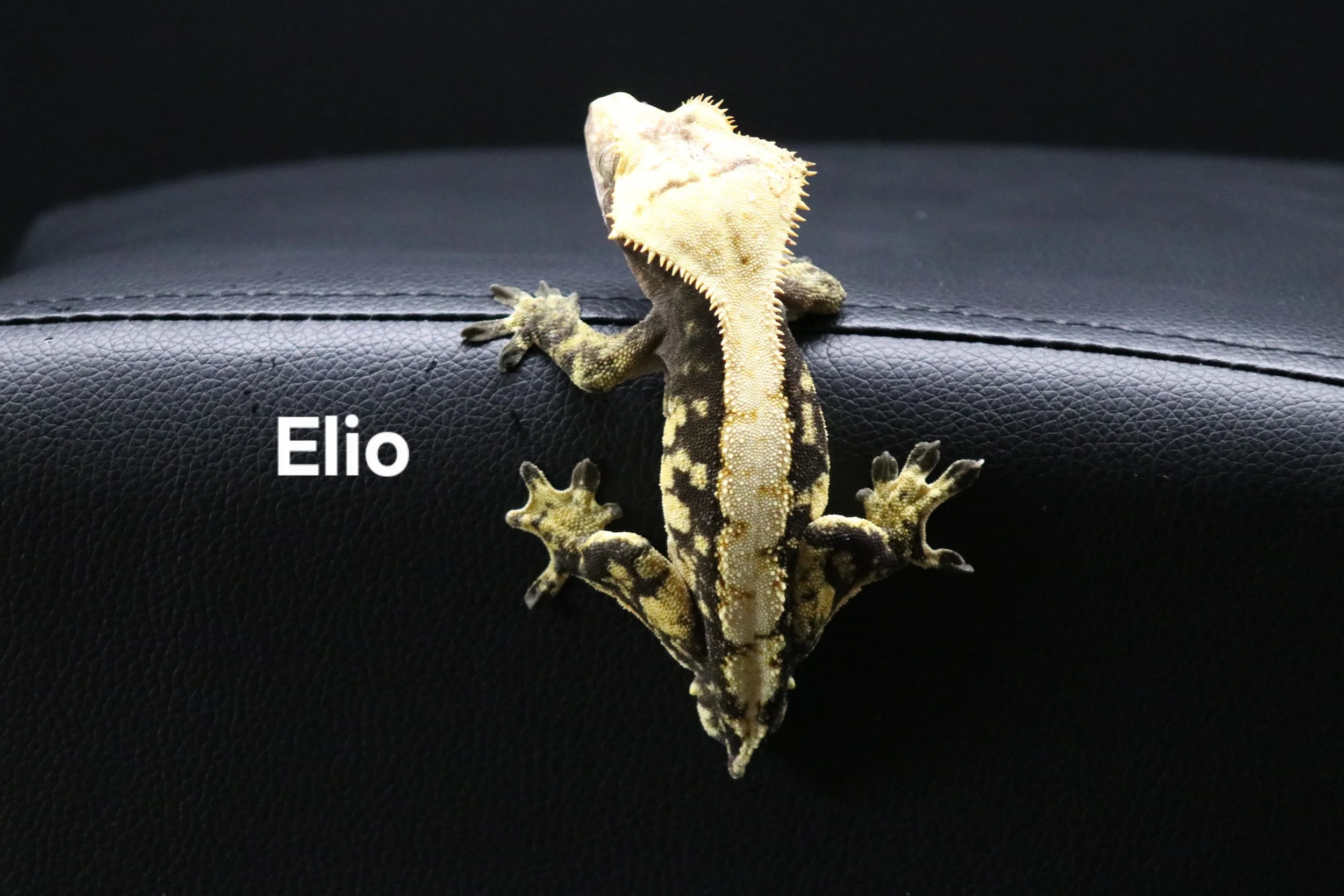 Elio.JPG