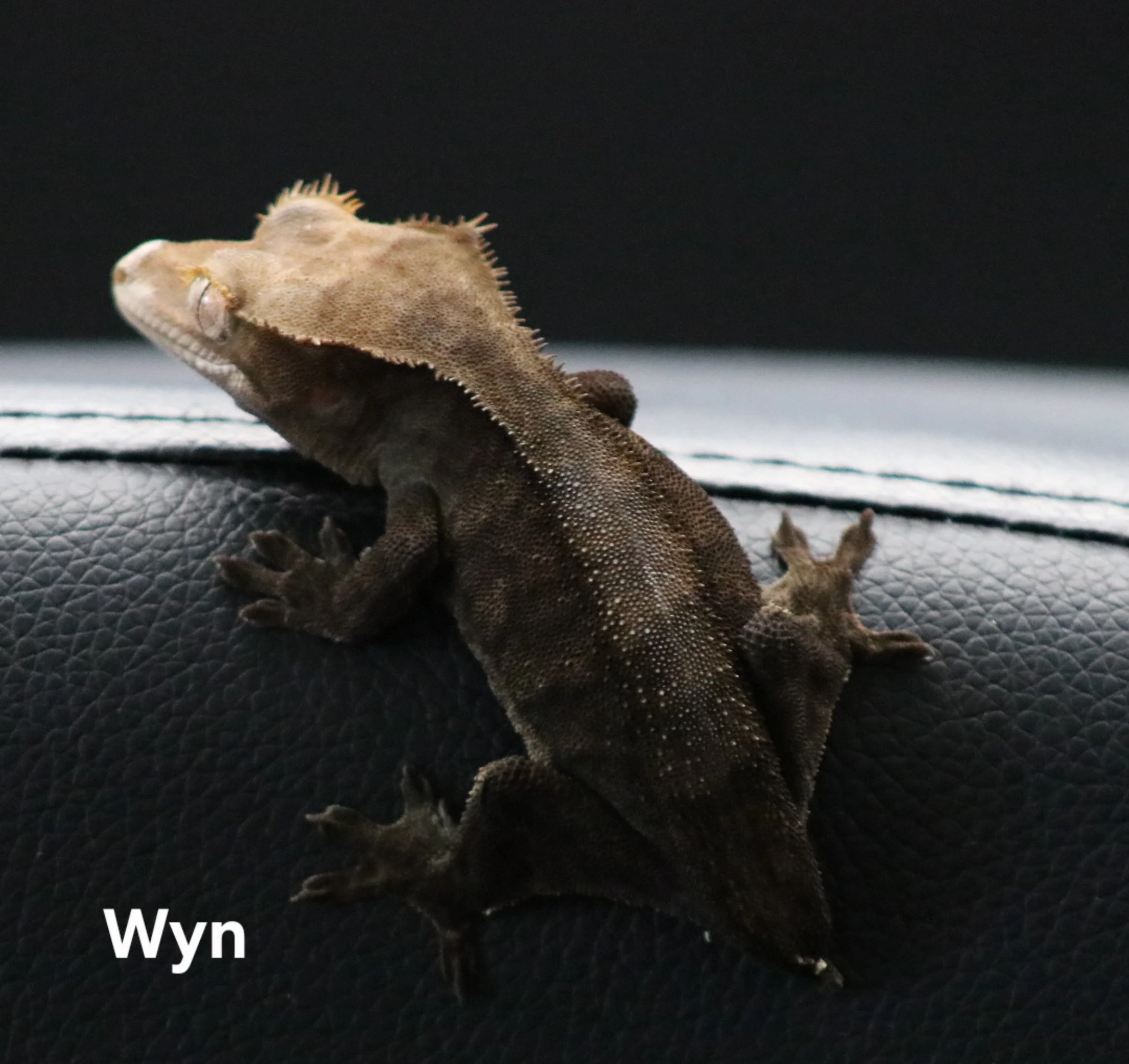 Wyn.jpg