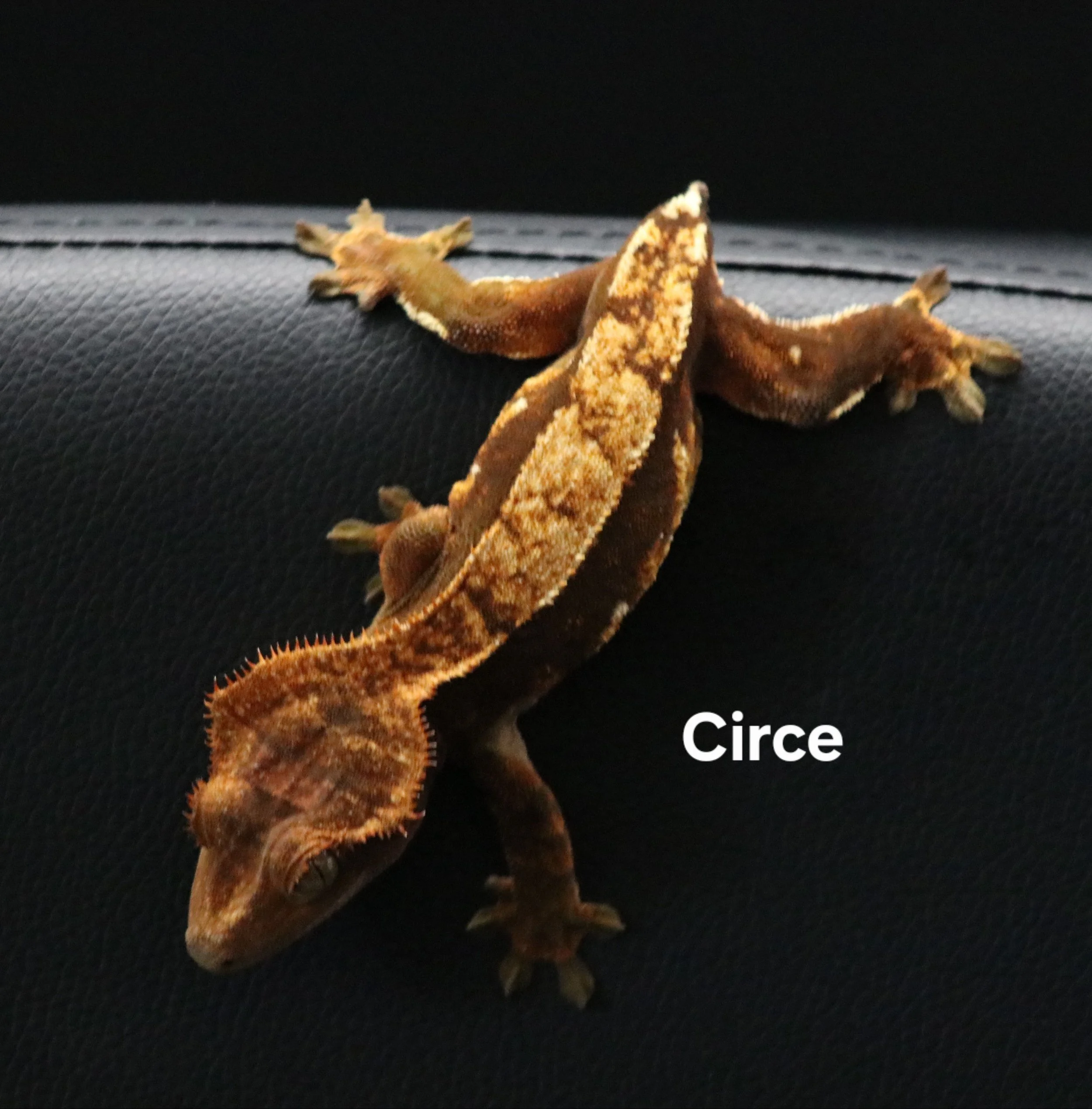 Circe.jpg
