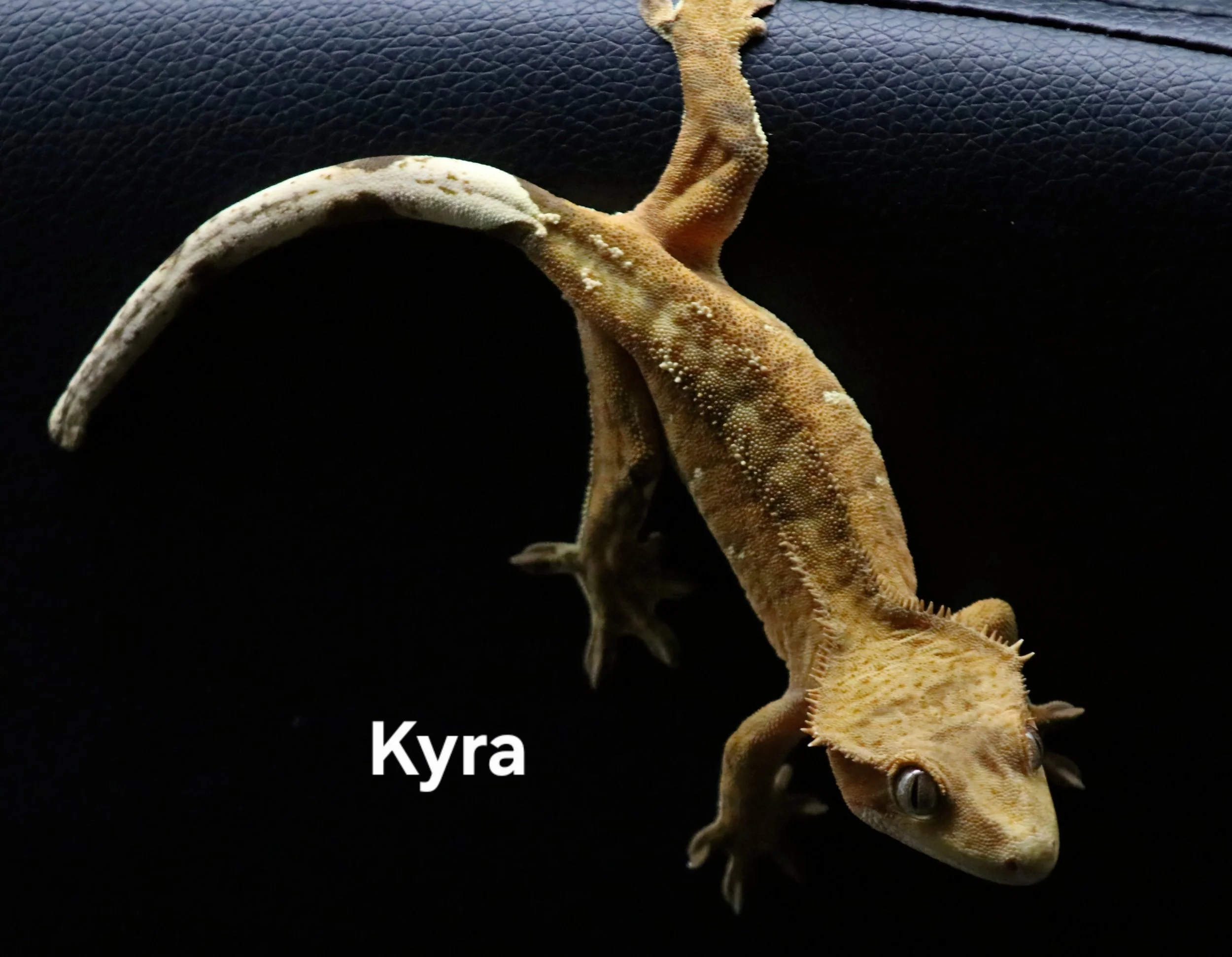 KYRA (BACK).JPG