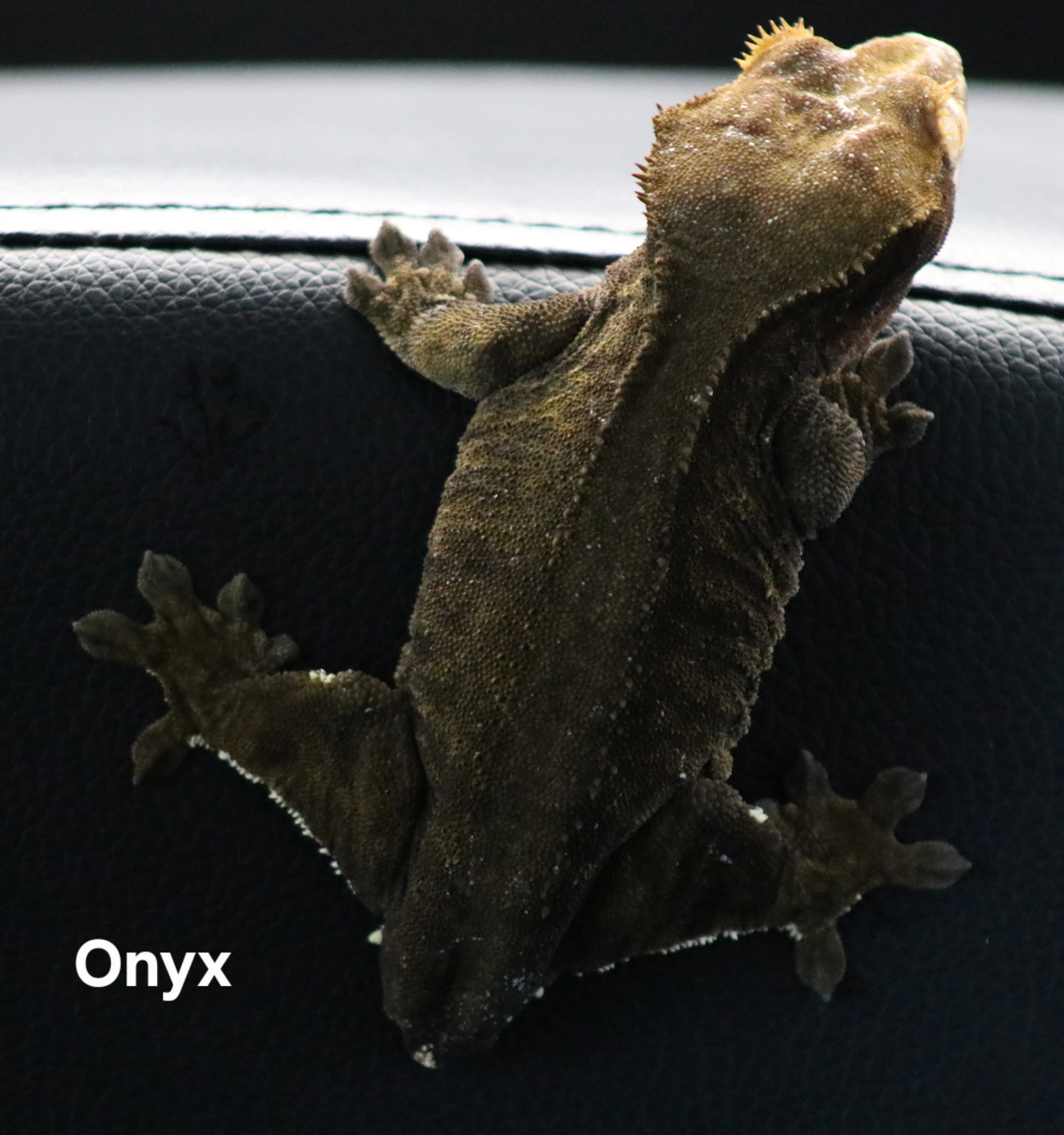Onyx.JPG