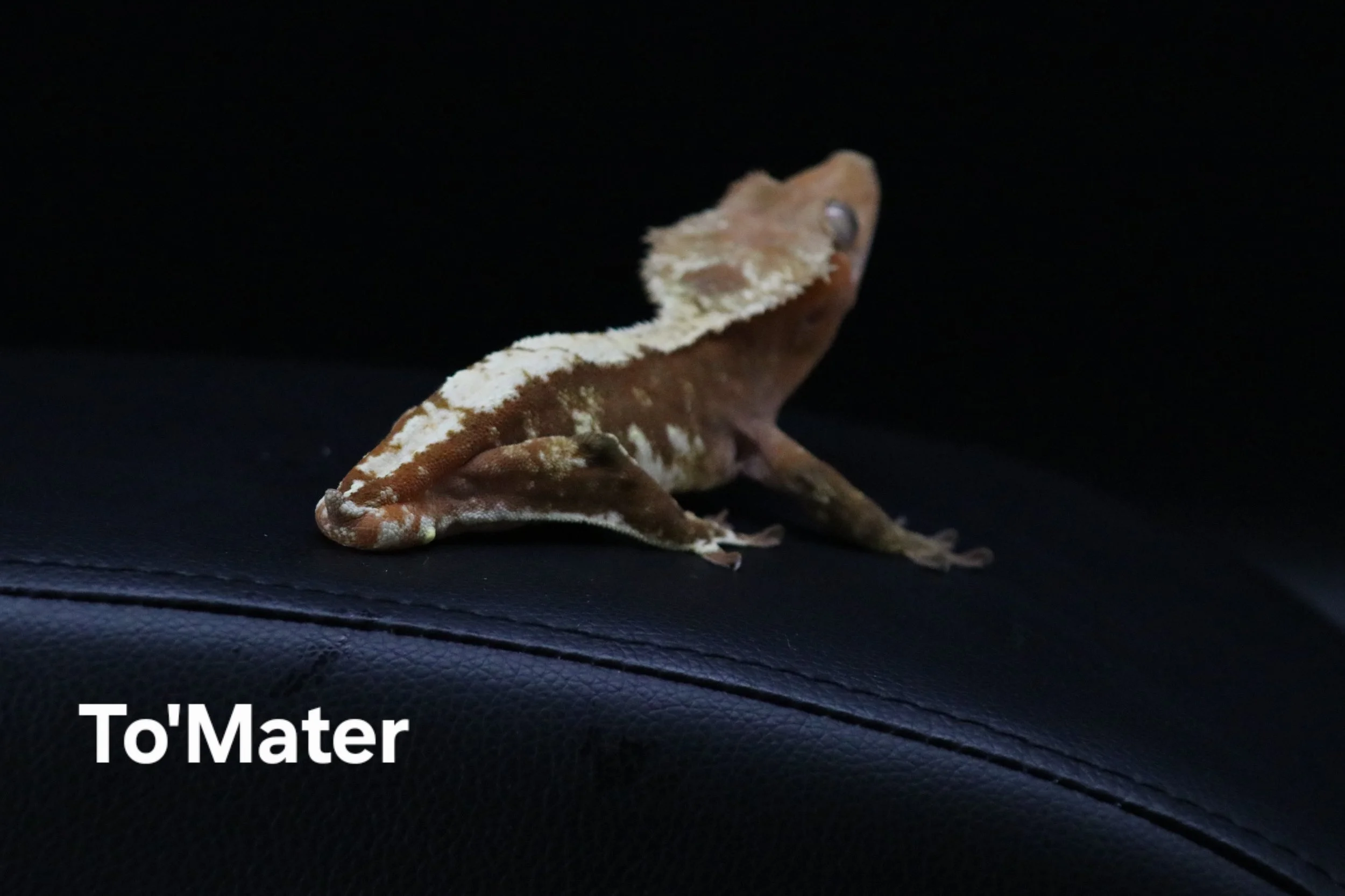 To_Mater.JPG