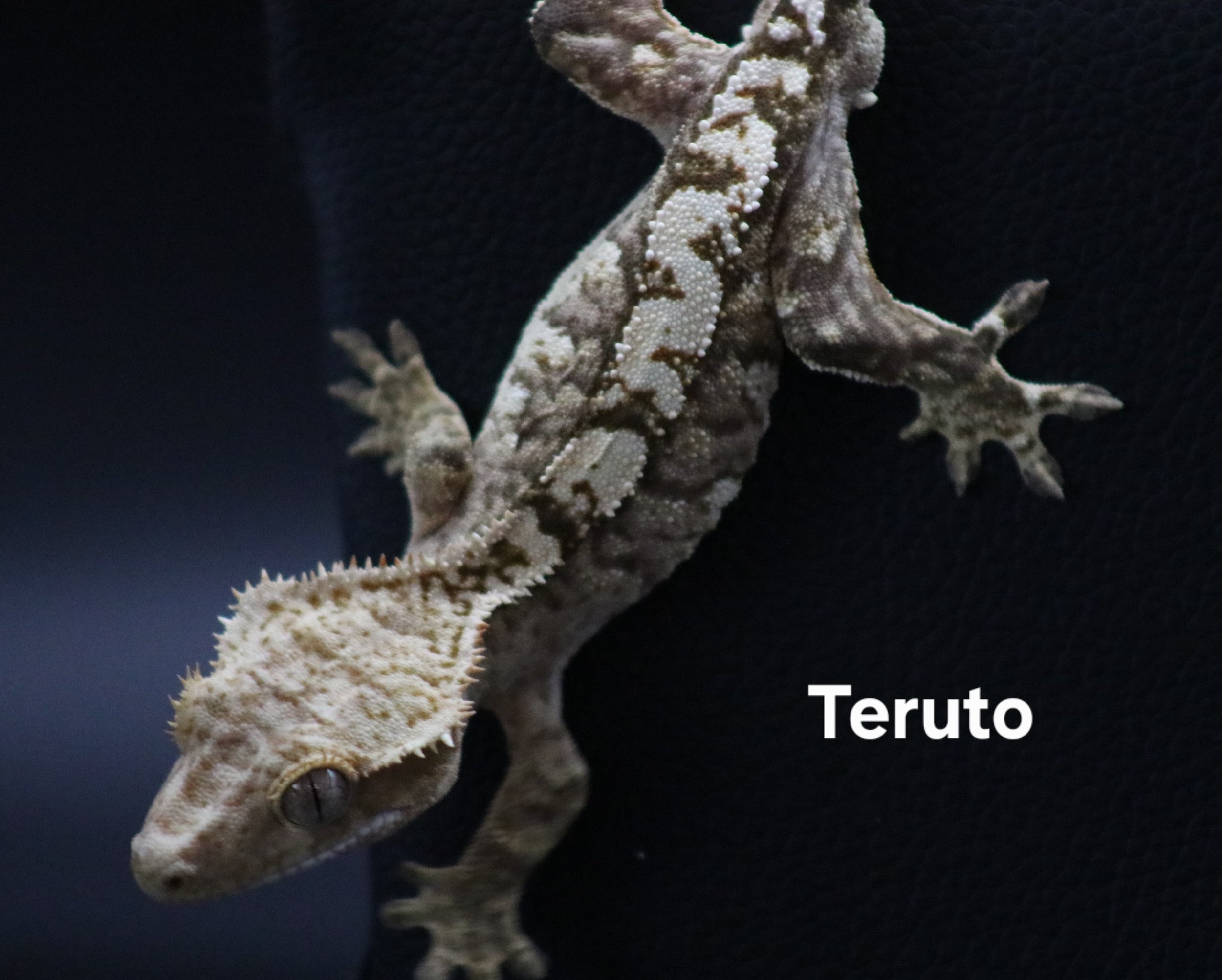 Teruto .jpg