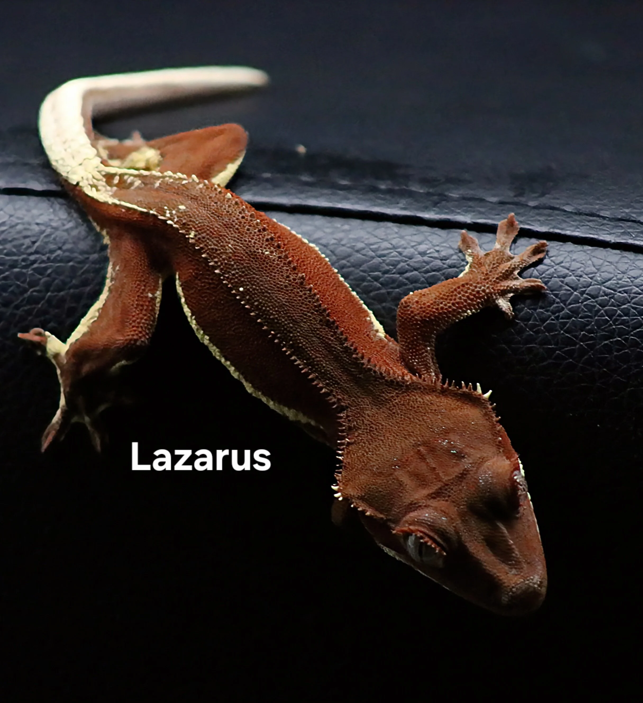 LAZARUS (BACK).JPG