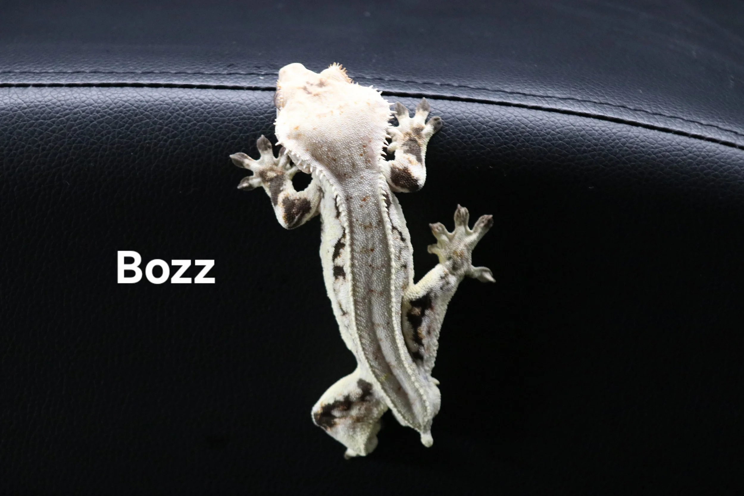 Bozz.JPG